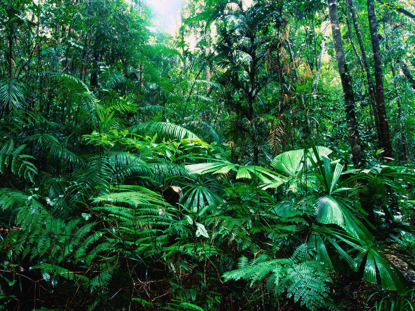 1600x1200 Rainforests in the world nature wallpaper for computer. Jungles