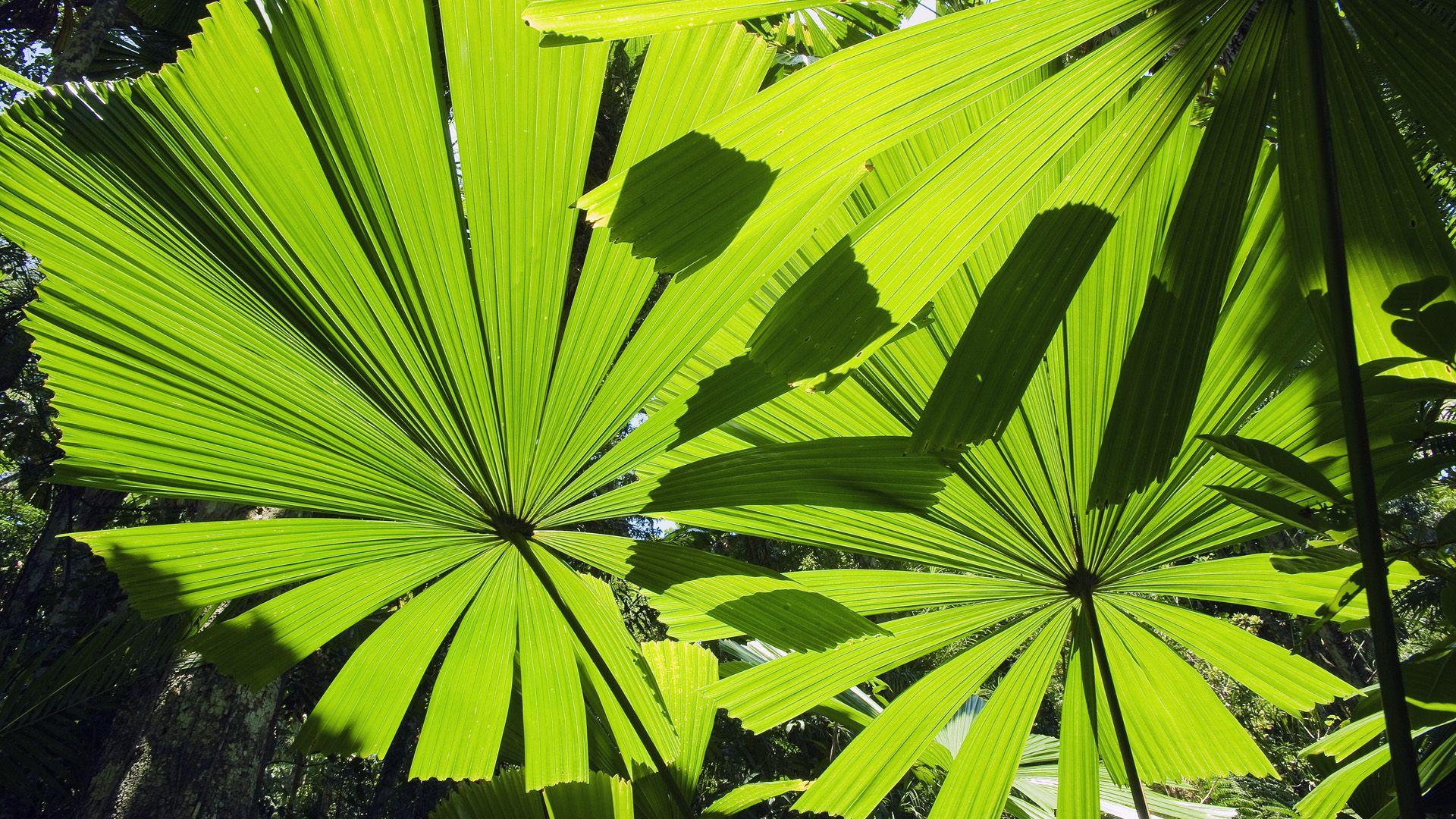 1920x1080 Jungle Wallpaper, Picture, Image