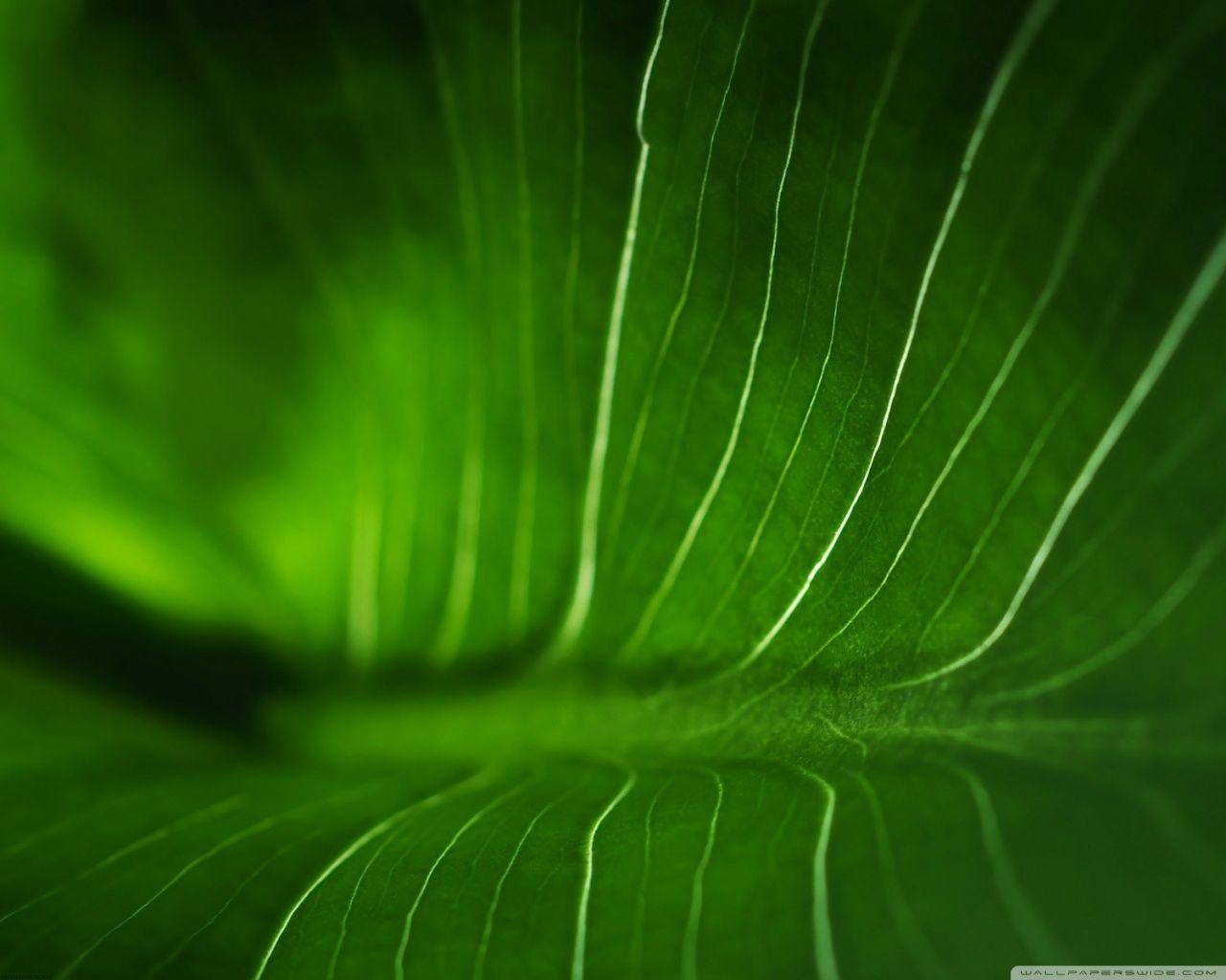 1280x1024 Rainforest Leaf ❤ 4K HD Desktop Wallpaper for 4K Ultra HD TV