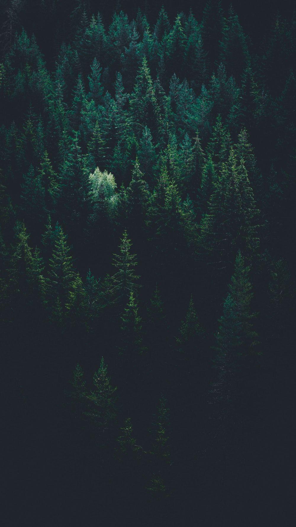 Dark Jungle Wallpapers - Top Free Dark Jungle Backgrounds - WallpaperAccess