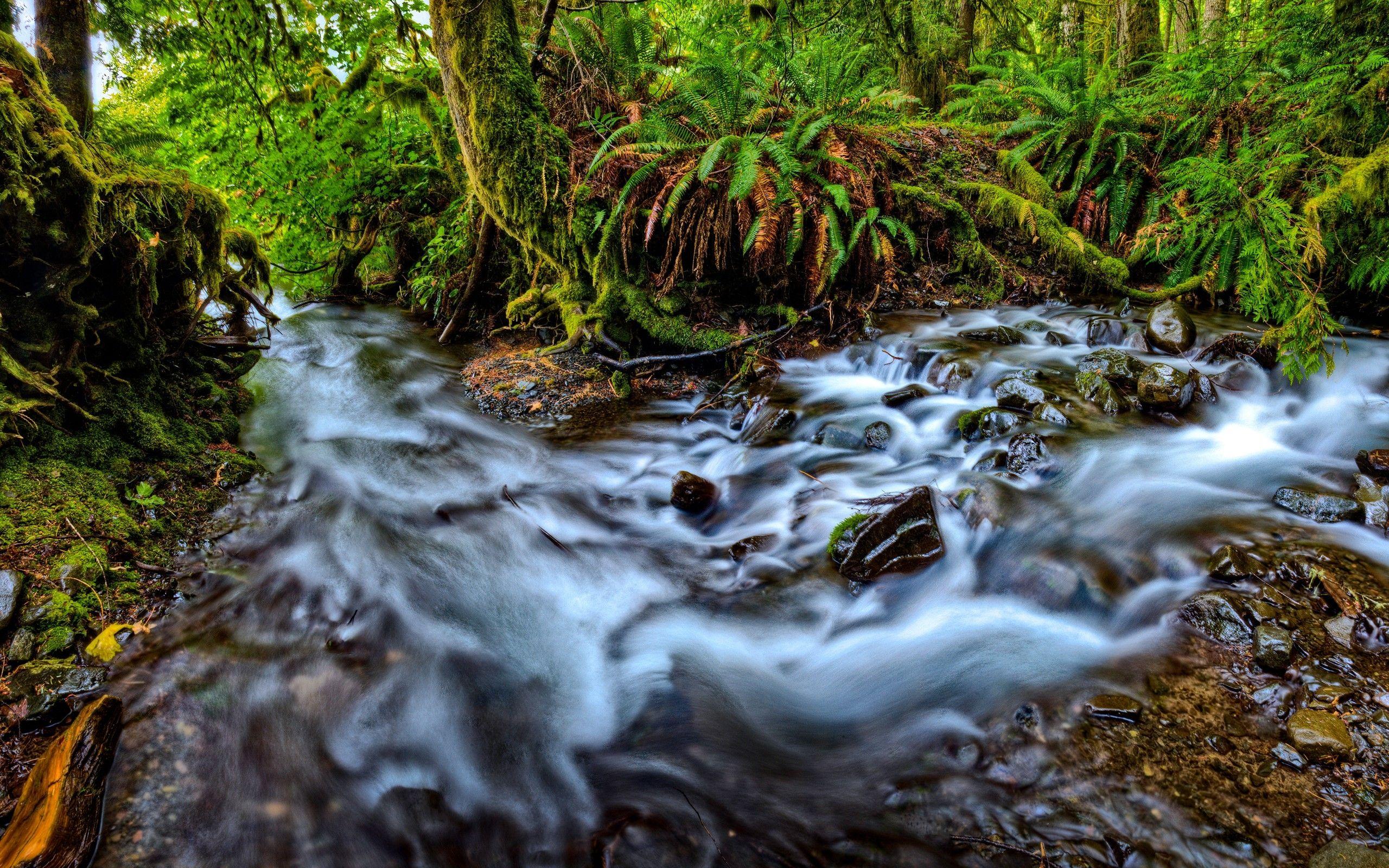 2560x1600 Rainforest with mountain river HD Desktop Wallpaper. HD Desktop