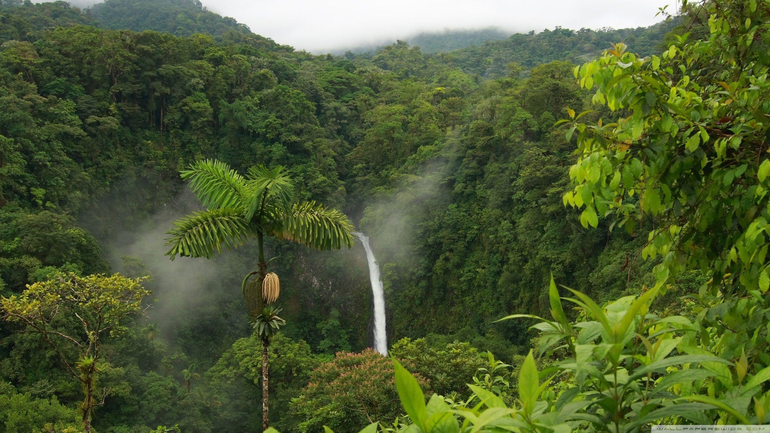 2560x1440 Jungle Wallpaper Image