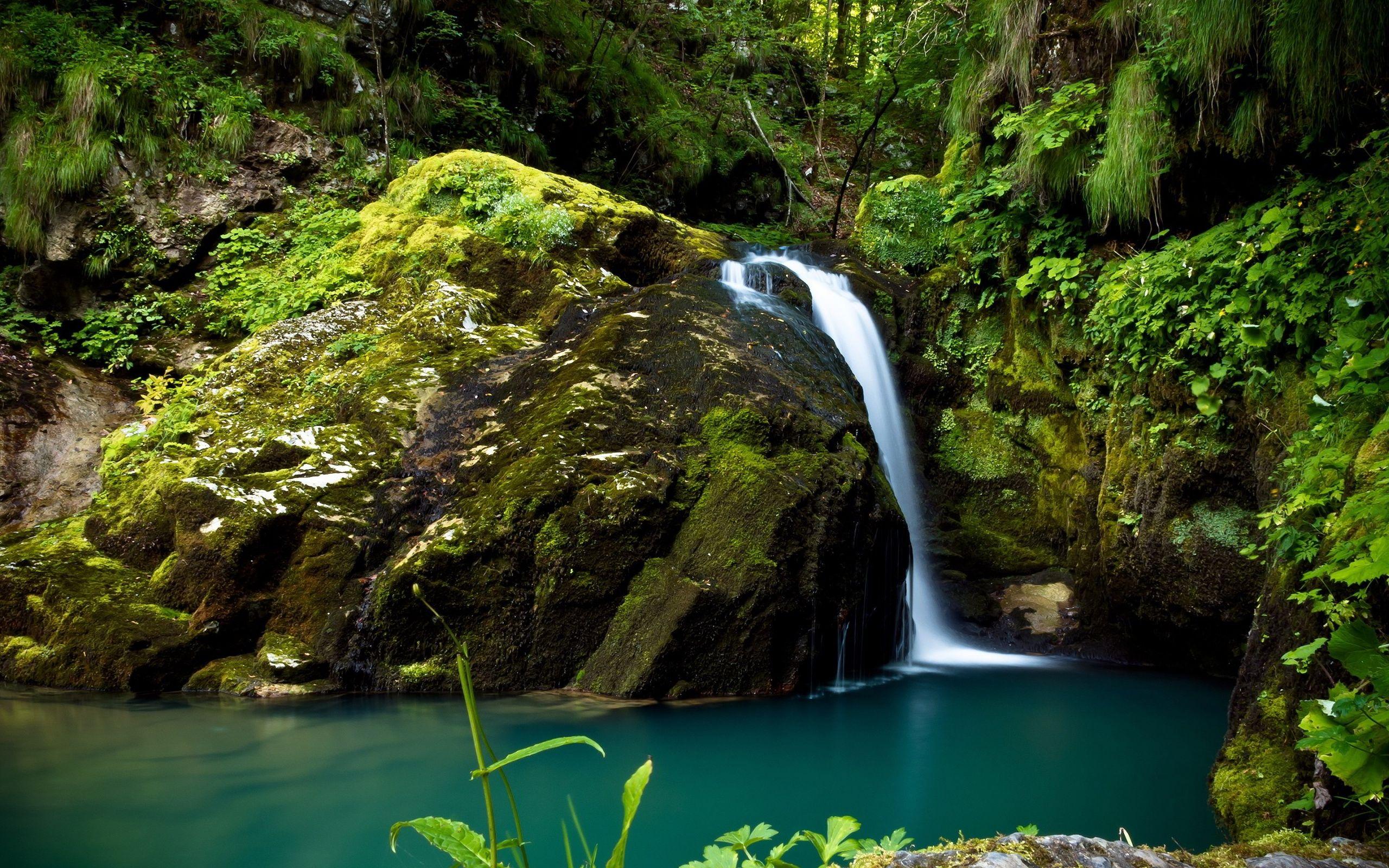 2560x1600 HD Widescreen Amazon Jungle Image, Wallpaper for Desktop, B.SCB