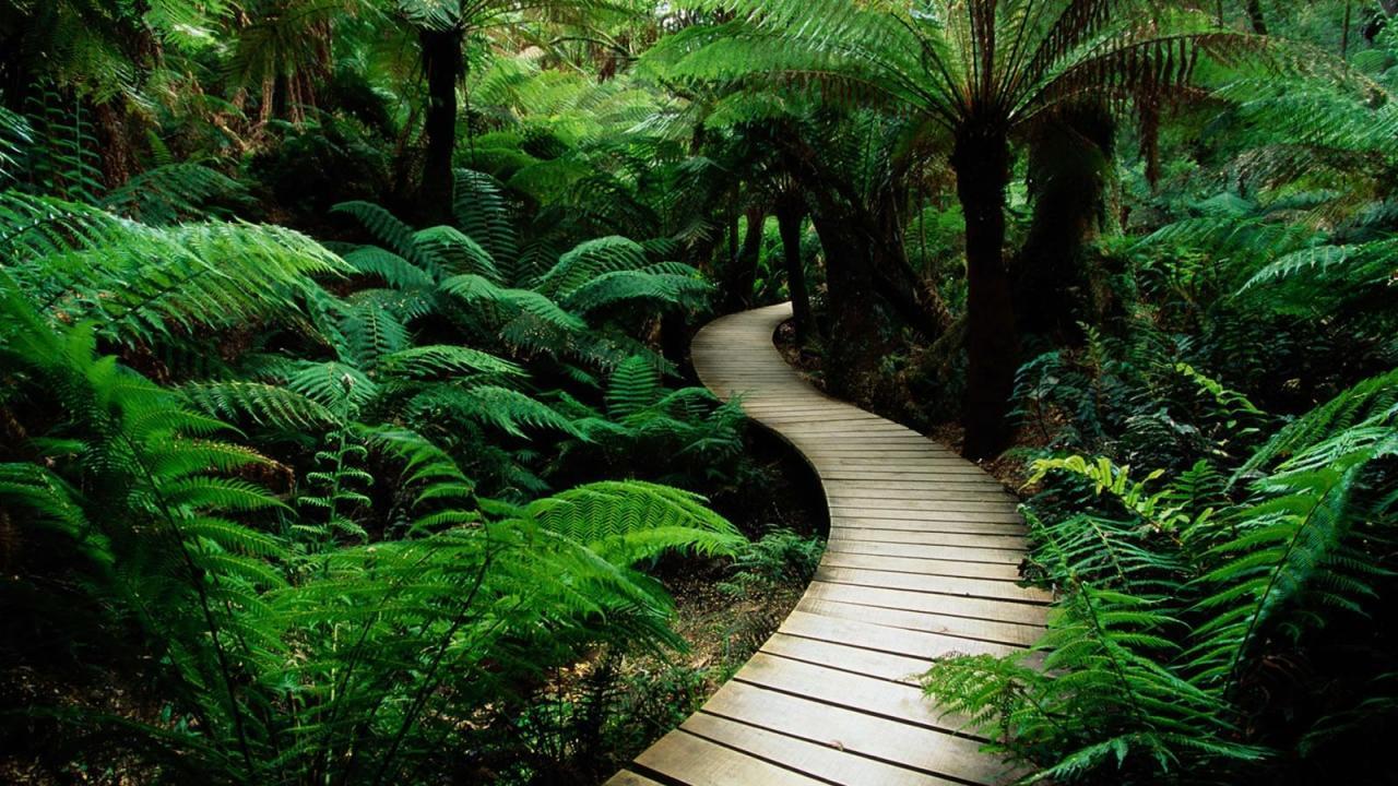 1280x720 Tropical Jungle Wallpaper
