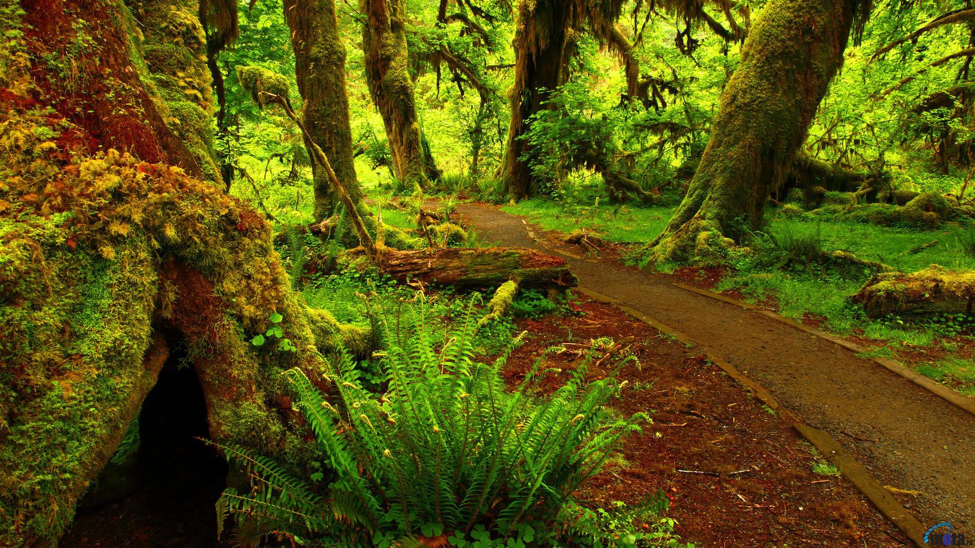 1920x1080 rainforest wallpaper for desktop