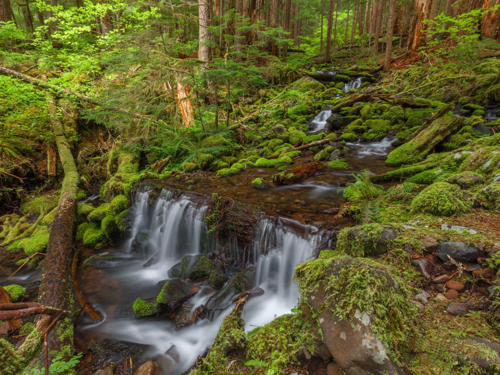 1920x1440 Stream Stones Green Moss Rainforest Olympic National Park Washington