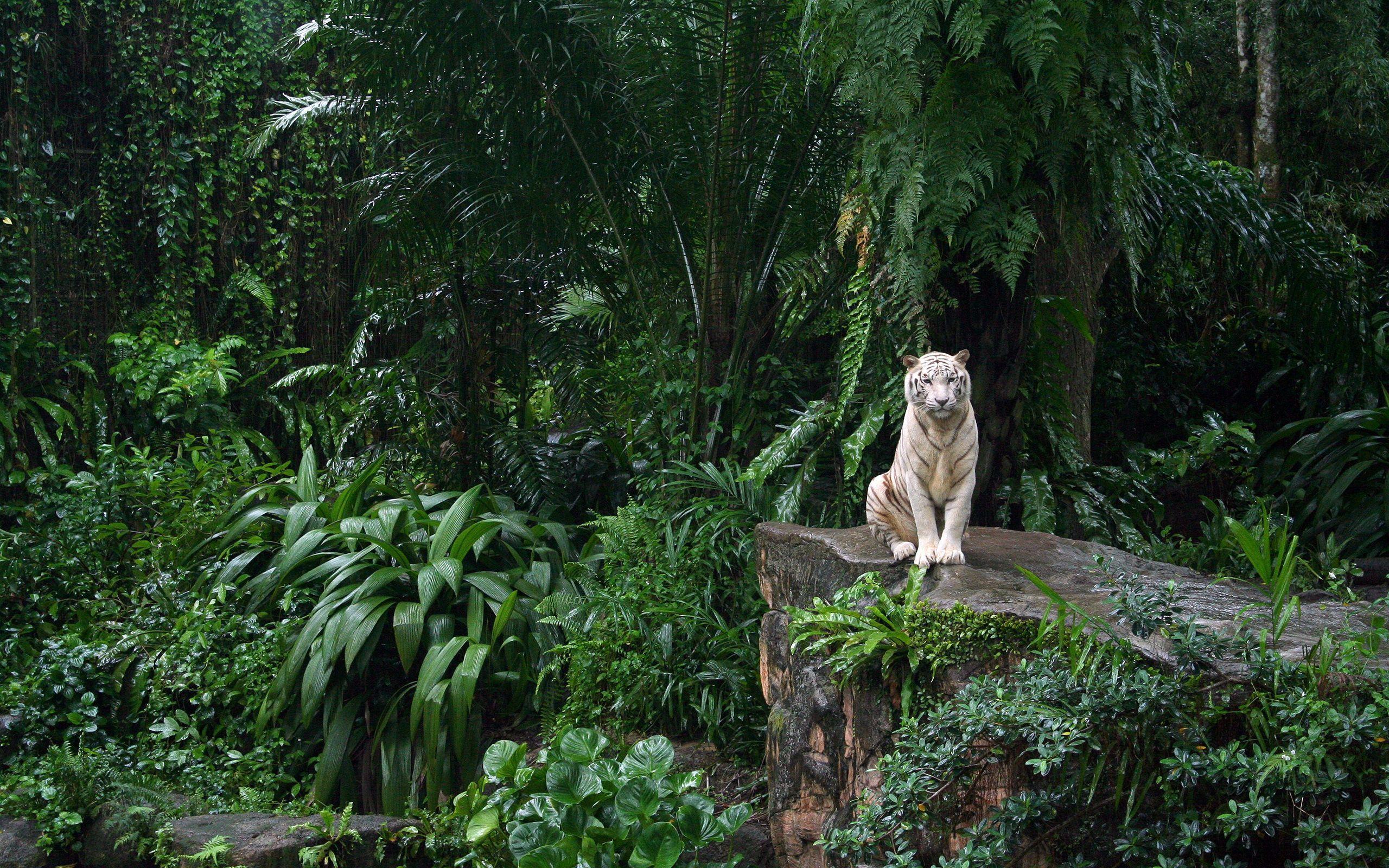 2560x1600 HD Jungle Wallpaper