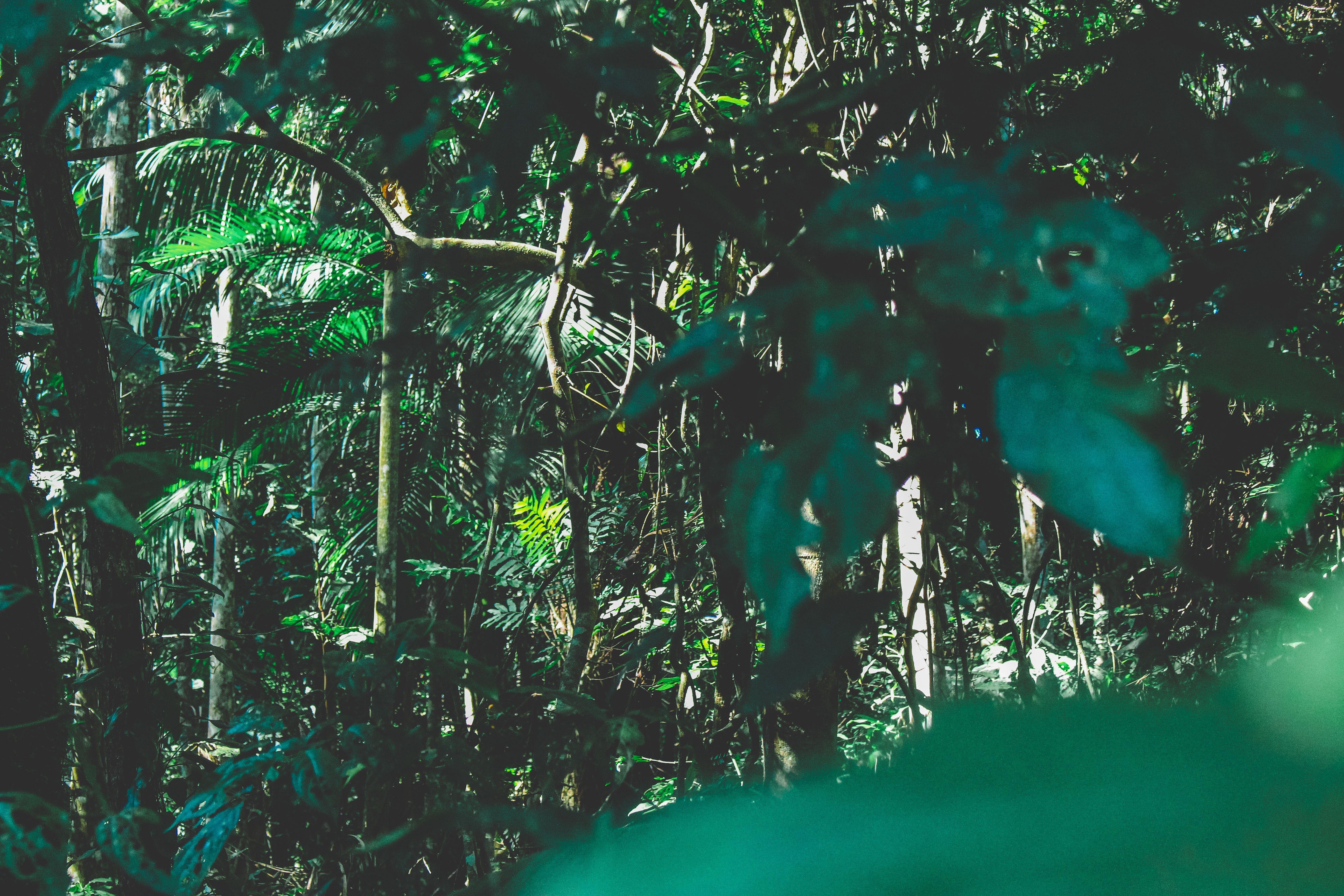 5184x3456 Engaging Rainforest Photo