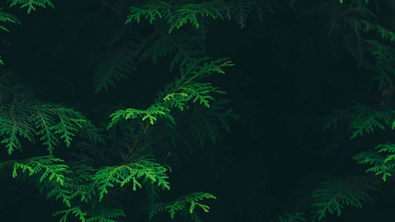 1366x768 Download Green Aesthetic Desktop Wallpaper