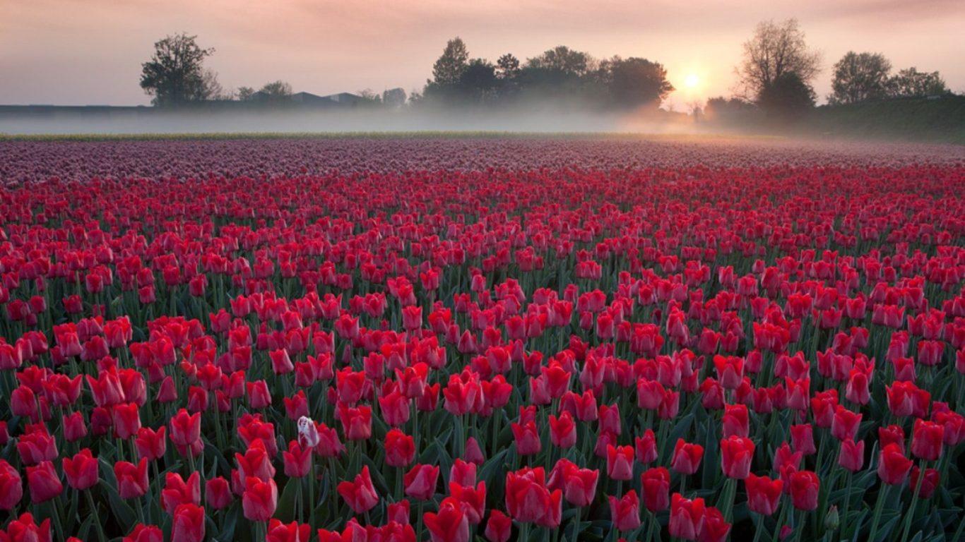 1366x768 Flowers Field With Red Tulips Sunrise Morning Mist Evaporation Wallpaper HD Samsung Mobile Phone 1920x1080 :