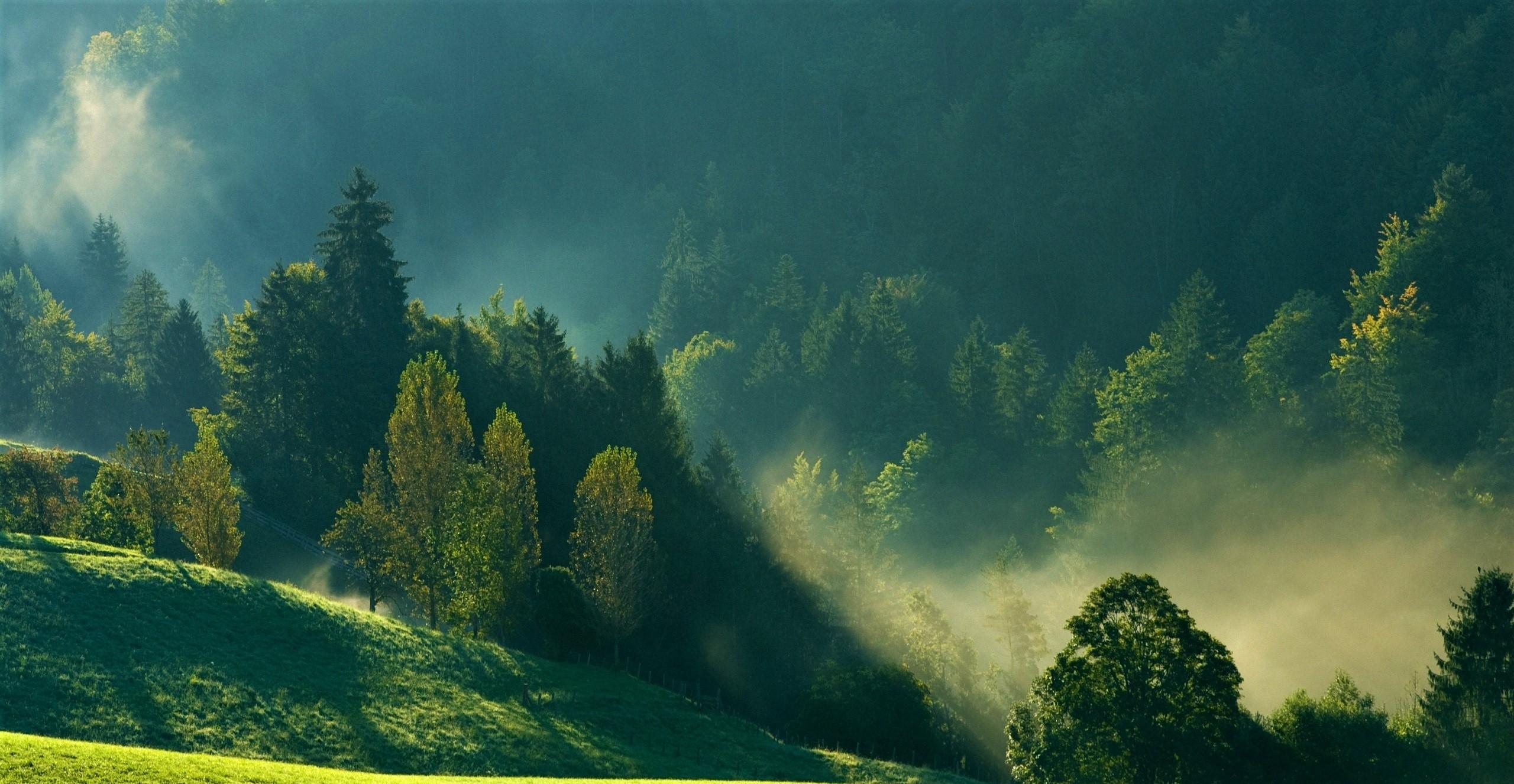 2560x1327 Misty Mountain Forest