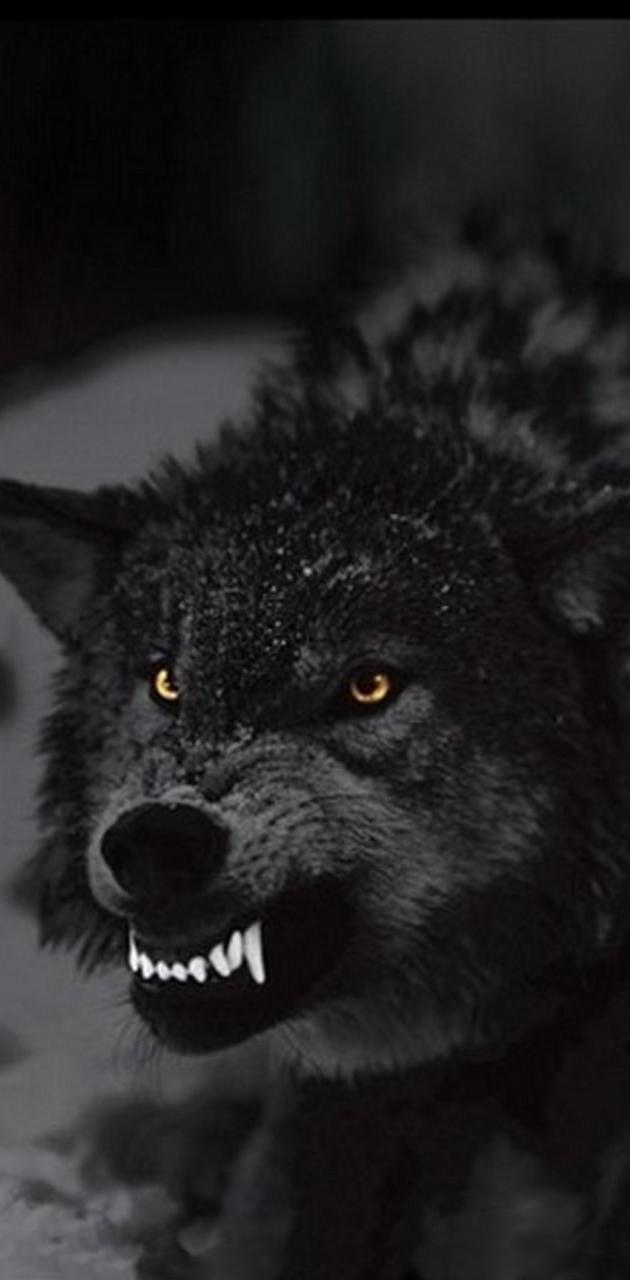 630x1280 angry wolf wallpaper