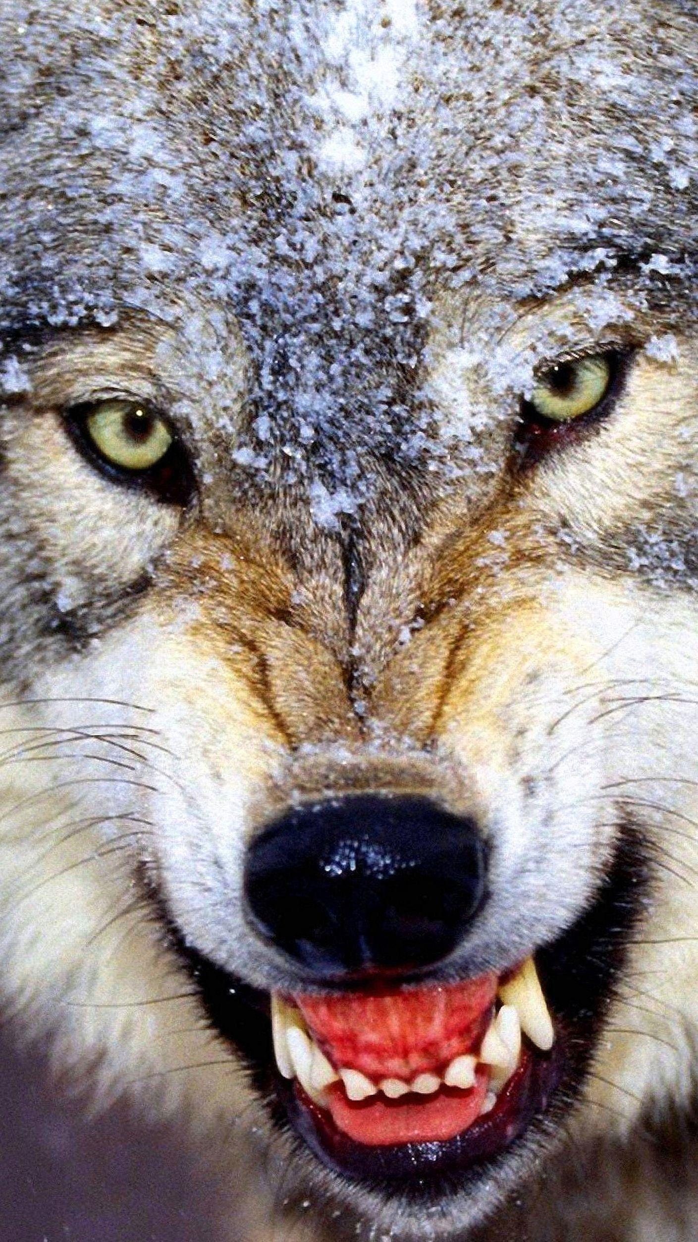 Angry Wolf Wallpapers 1920x1080  Wolfwallpaperspro  Wolf wallpaper Angry  wolf Angry wallpapers