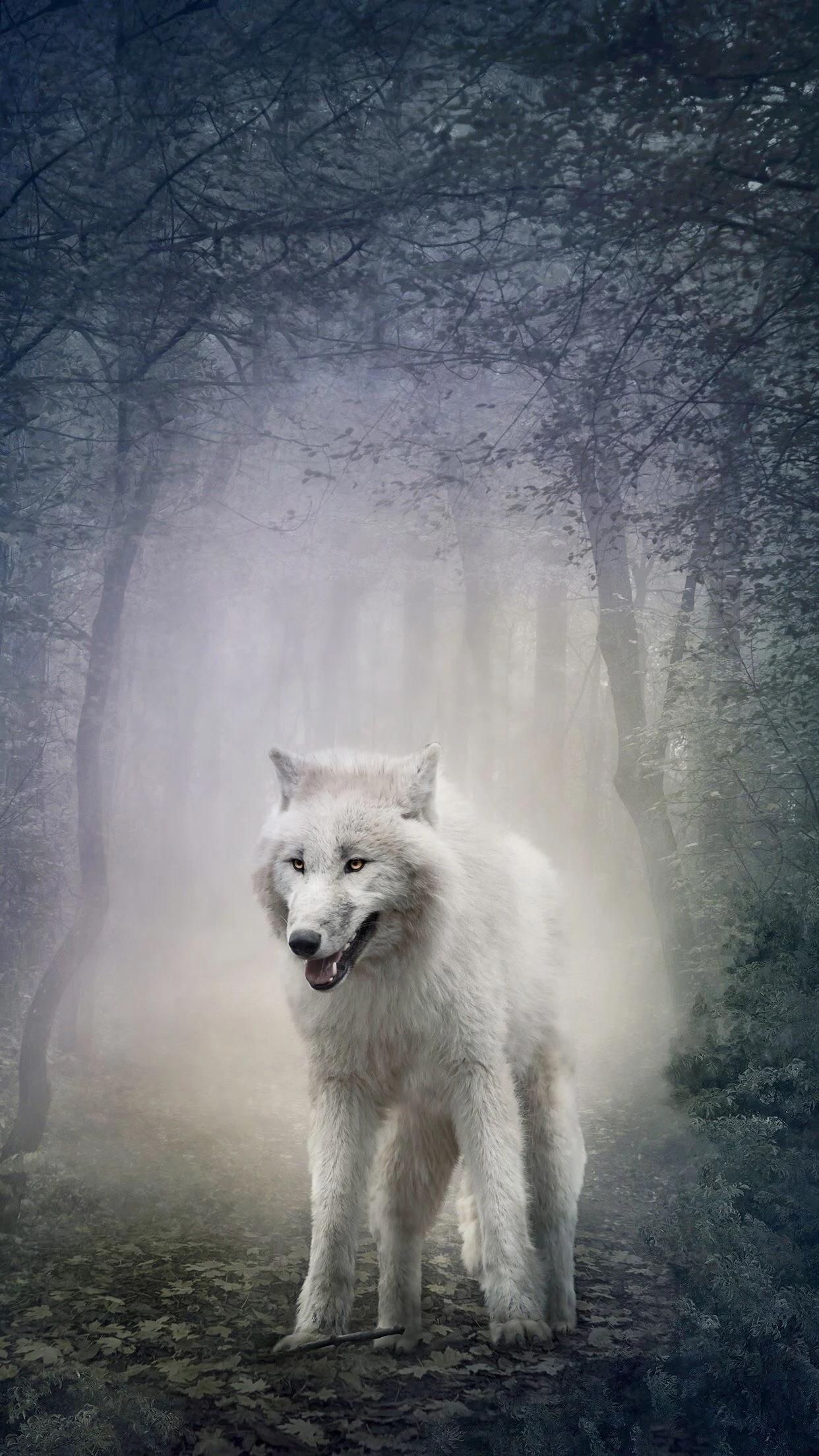 1242x2208 White Wolf Wallpaper and Background 4K, HD, Dual Screen