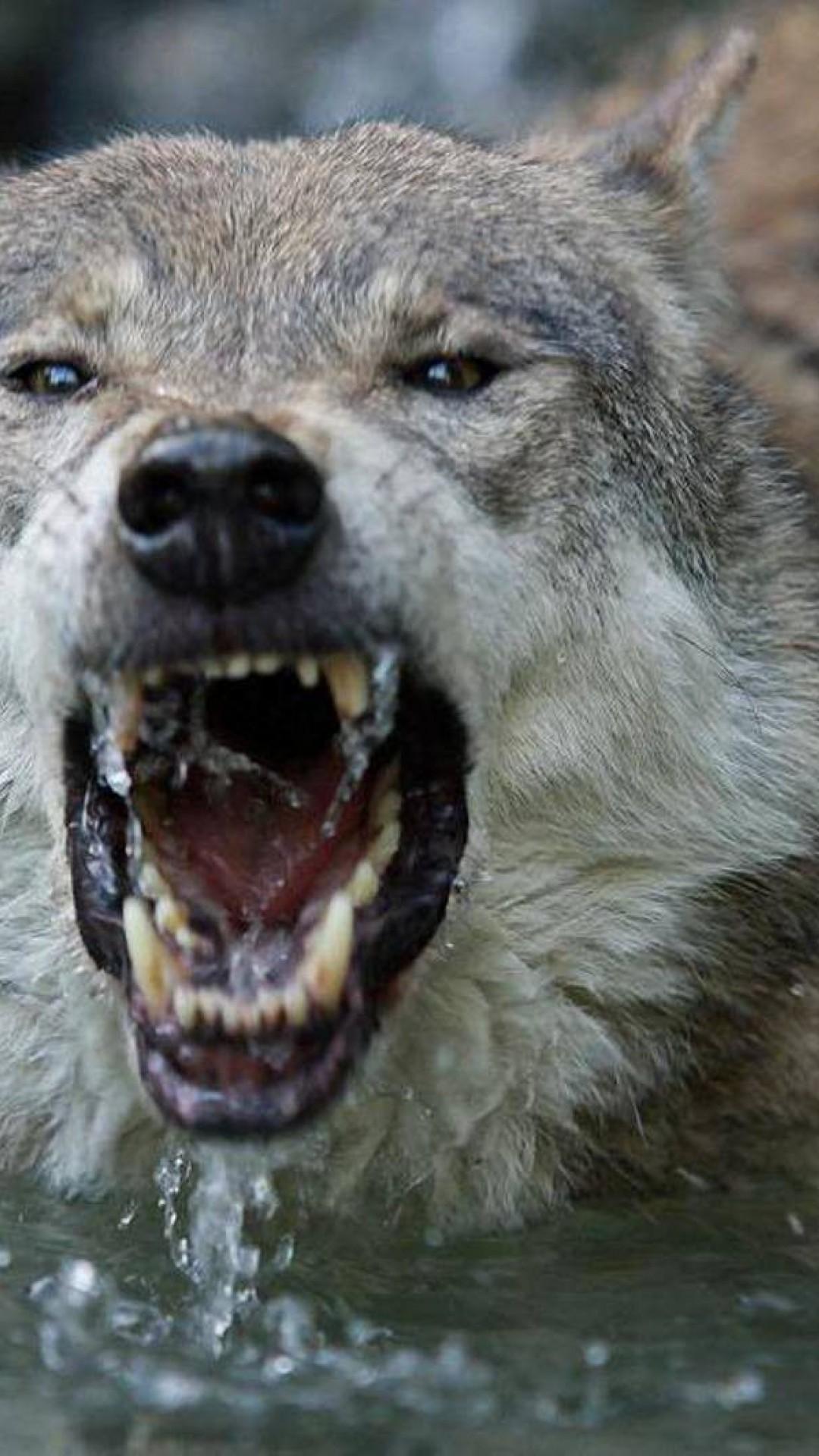 1080x1920 Wolf Wallpaper for iPhone