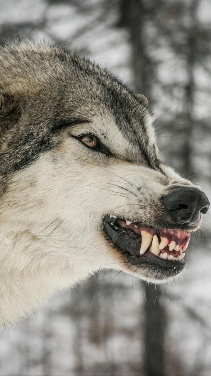 720x1280 Wallpaper / Animal Wolf Phone Wallpaper, , 720x1280 free download