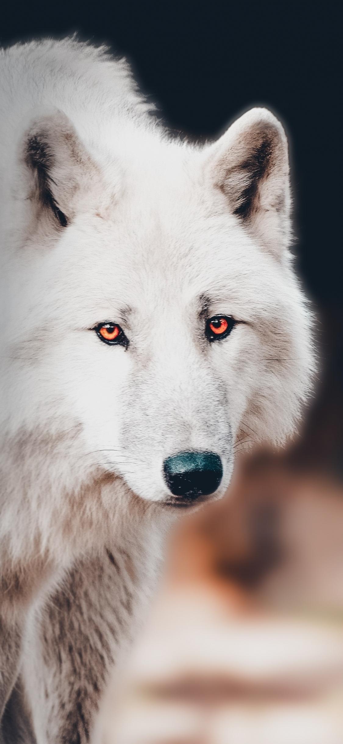 1125x2436 Download wallpaper 1125x2436 the white wolf, portrait, iphone x, 1125x2436 HD background, 21230