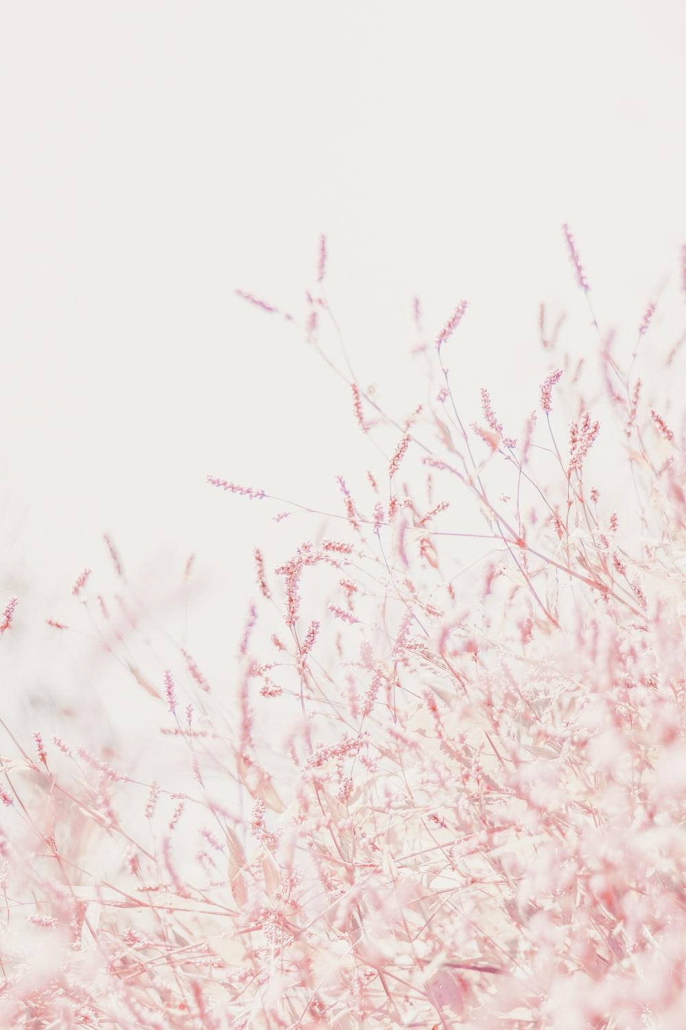 1000x1500 Pastel Flowers Picture. Download Free Image
