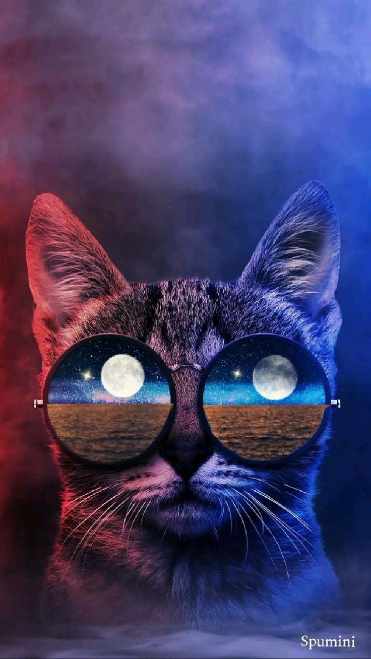 Cool Cat Eye iPhone 7 Wallpapers - Top Free Cool Cat Eye iPhone 7 ...