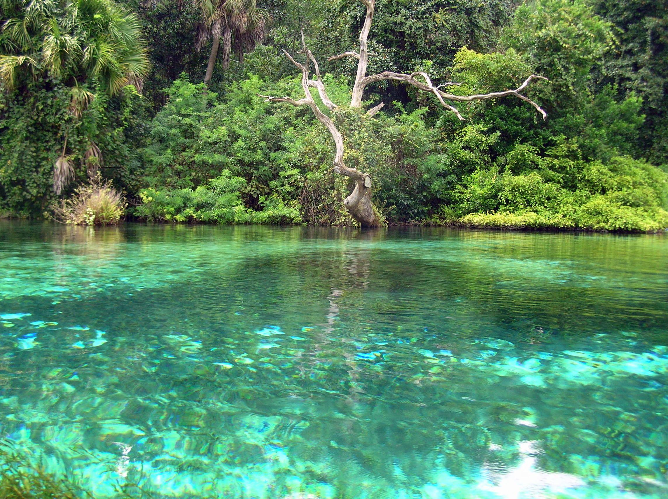 2288x1712 Rainbow River, Florida We took our Kayaks down the Rainbow River, it was so clear and neat to row along si. Rainbow river florida, Rainbow river, River picture