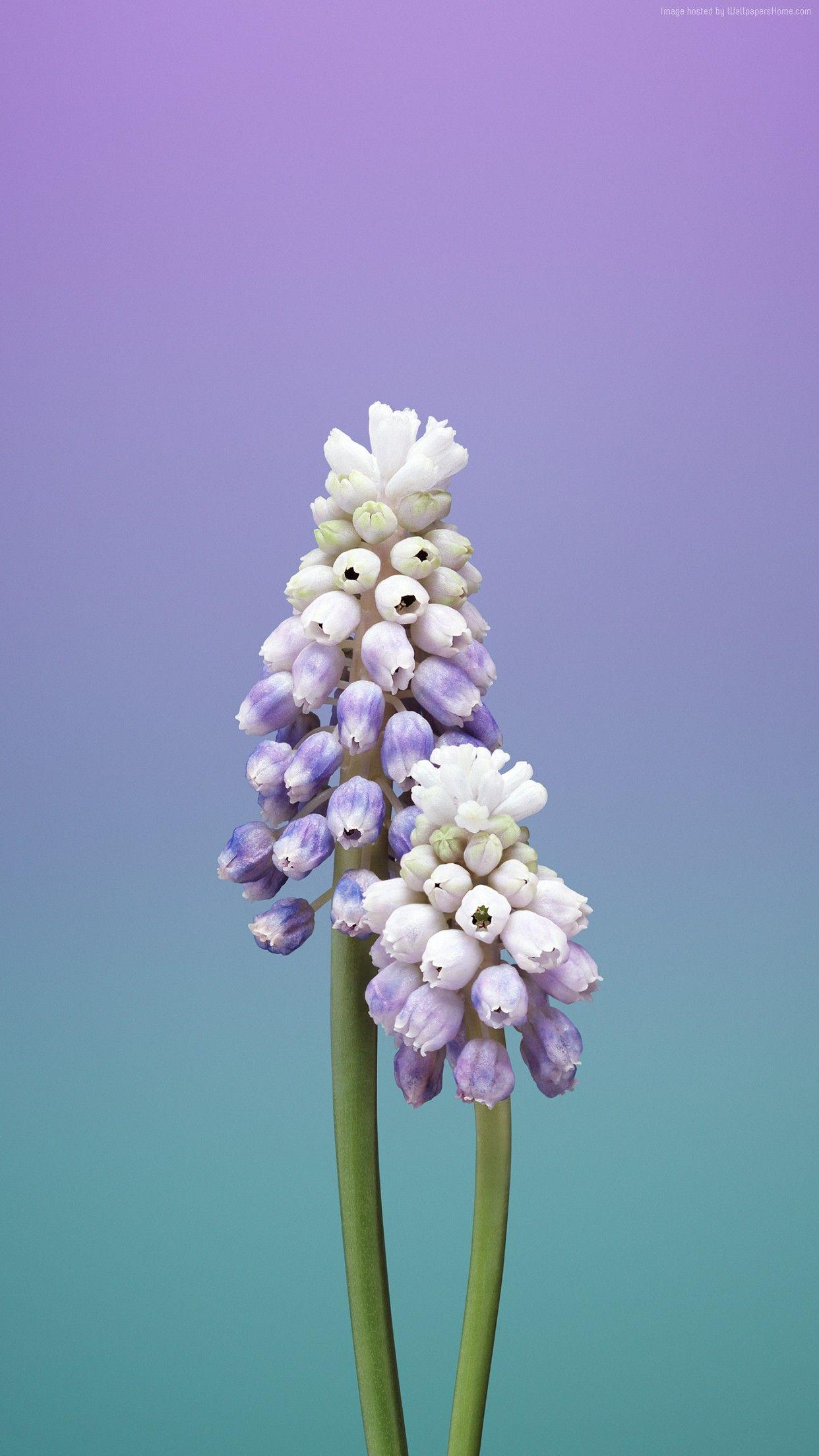 1242x2208 iOS Flower, blue, abstract, apple, wallpaper, iPhone x, iphone clean, beauty, colou. Flower iphone wallpaper, Apple illustration, Original iphone wallpaper