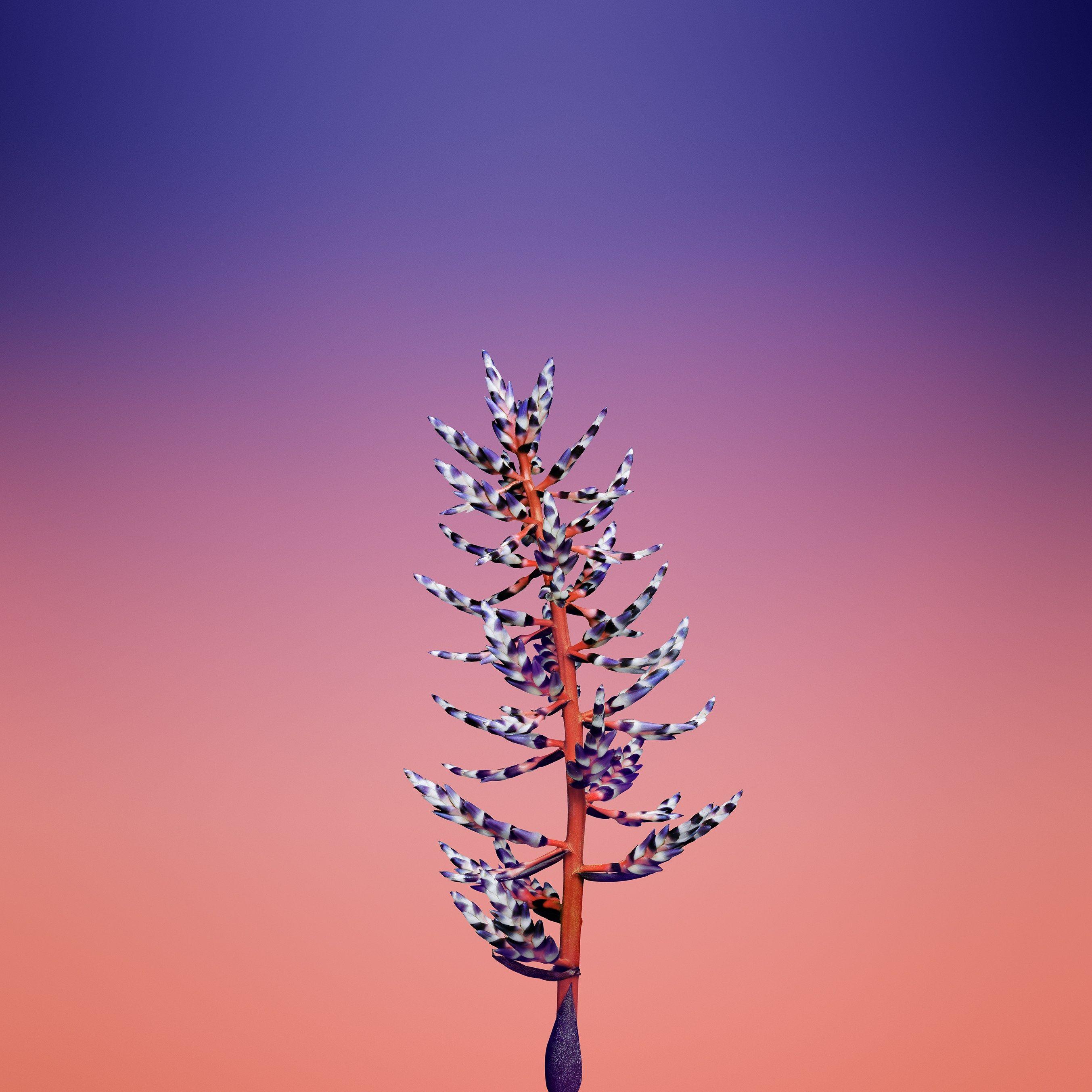 2706x2706 These 20 Gorgeous iOS 11 Wallpaper will Pretty up your Phone. Ios 11 wallpaper, Apple illustration, Apple wallpaper