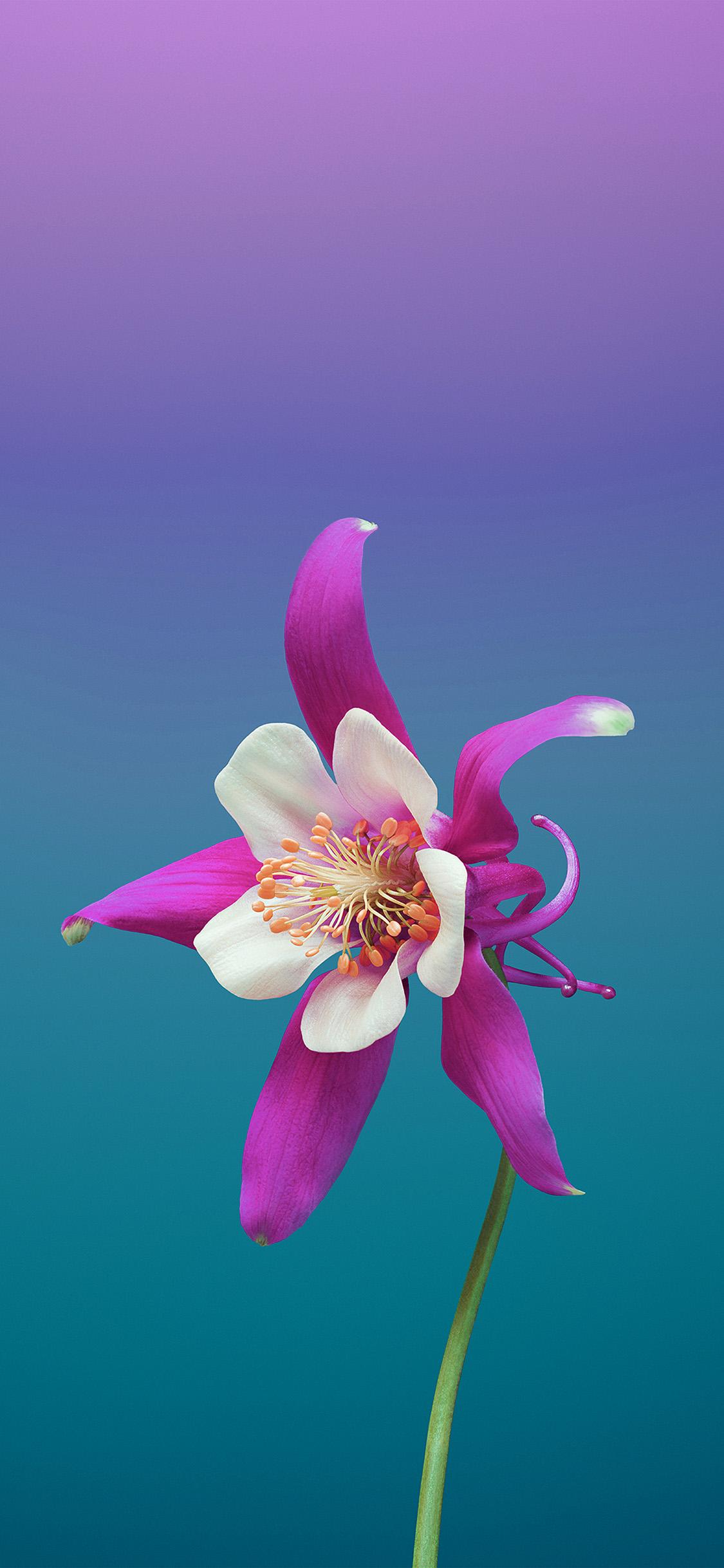 1125x2436 iPhone X wallpaper. ios11 apple iphone8 flower art illustration