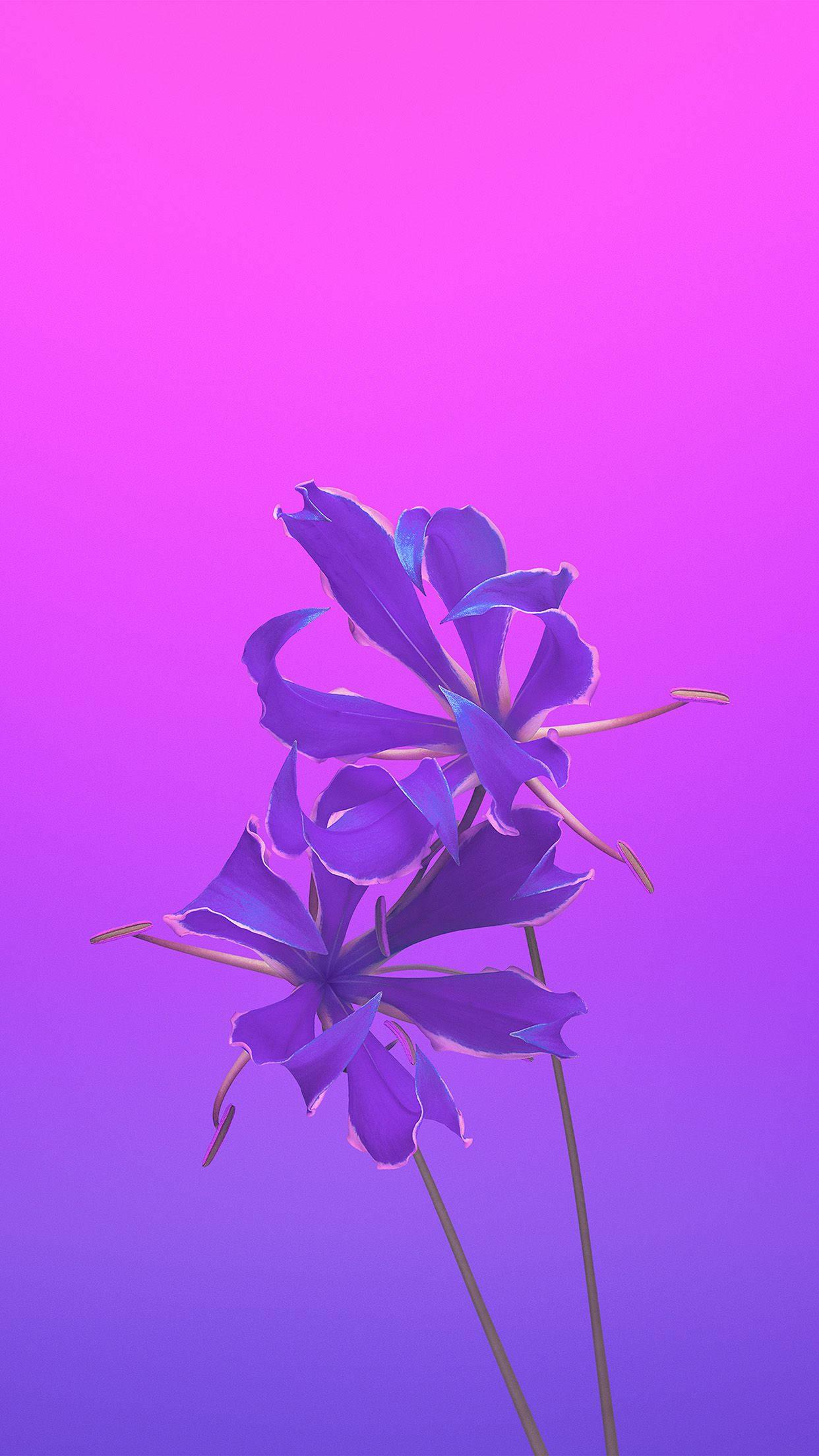 1242x2208 Download Violet Aesthetic Flower Apple Wallpaper