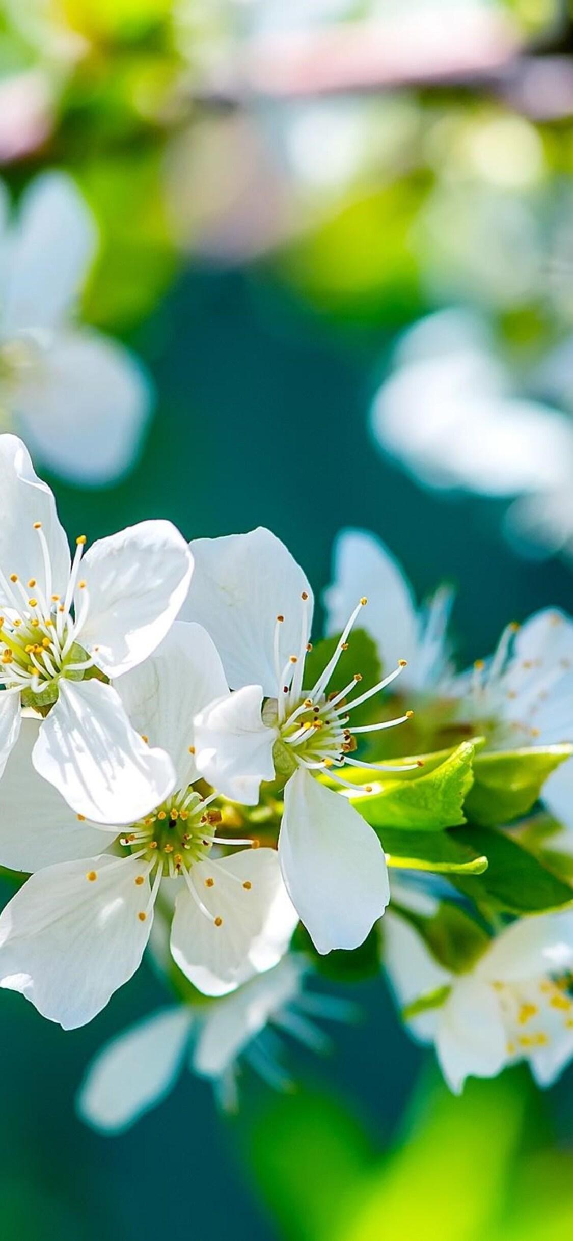 1125x2436 Apple Flowers iPhone XS, iPhone iPhone X HD 4k Wallpaper, Image, Background, Photo and Picture