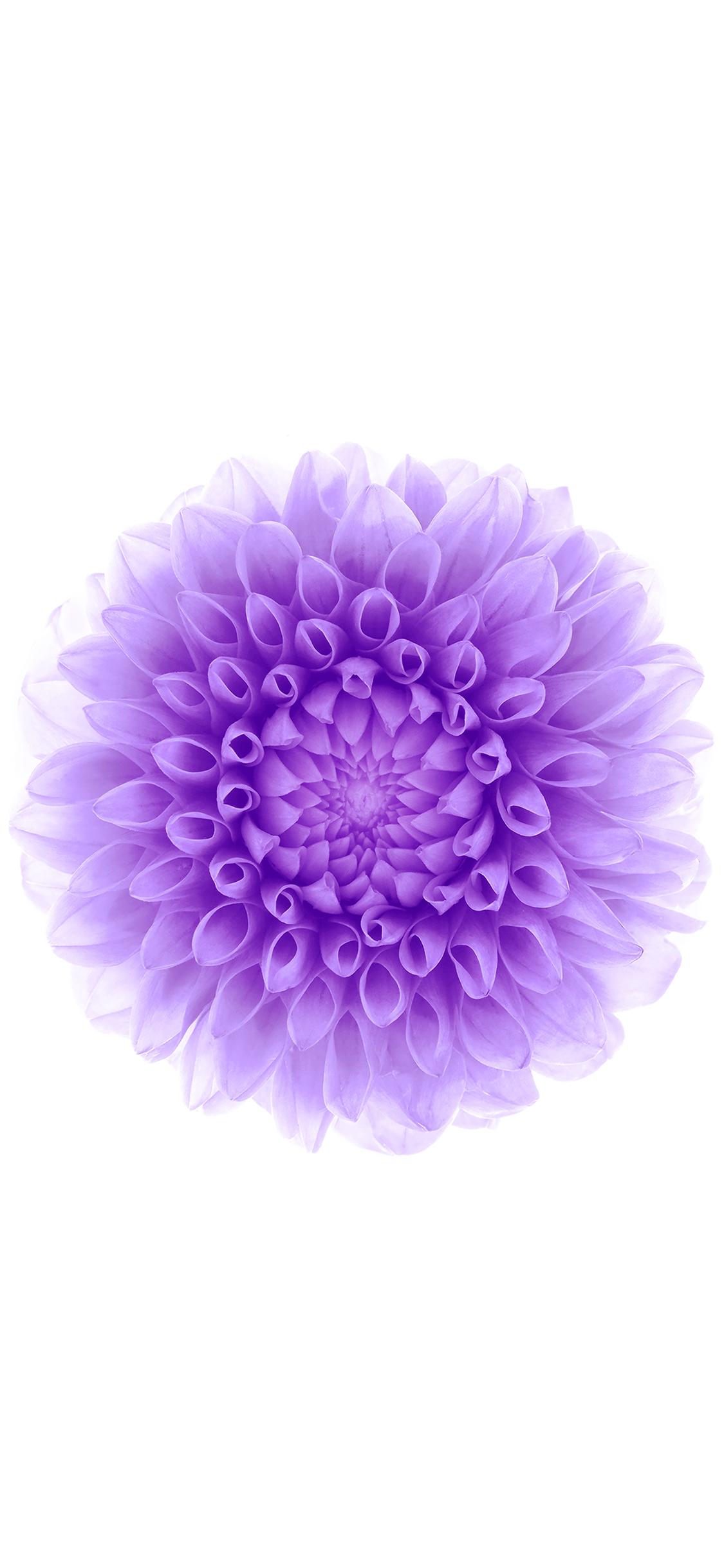 1125x2436 wallpaper apple iphone6 plus ios8 flower purple