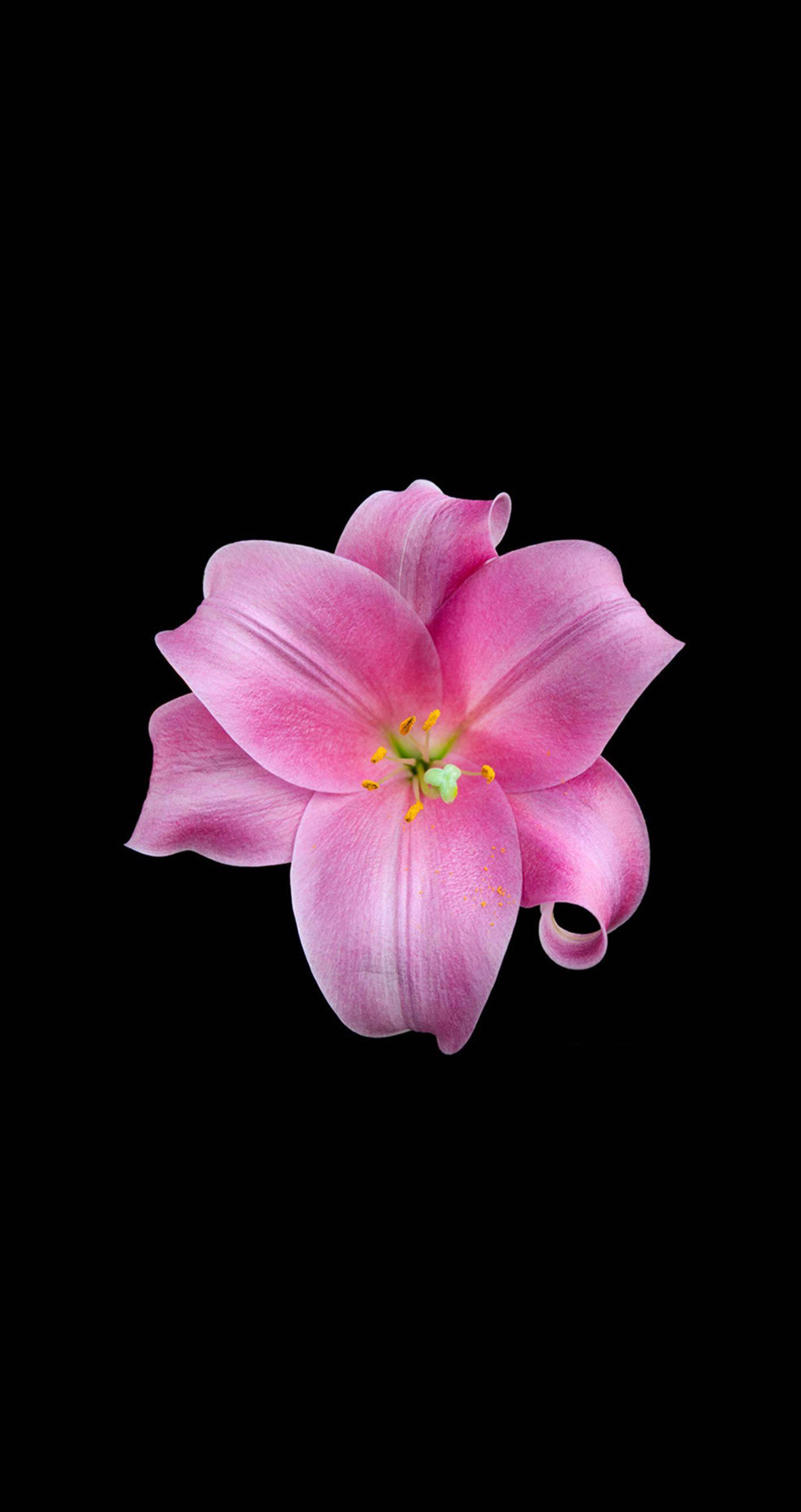 1412x2662 Download Pink Lily Flower Apple Wallpaper