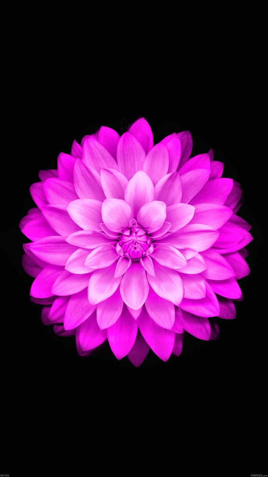 901x1600 Apple Purple Flower Wallpaper