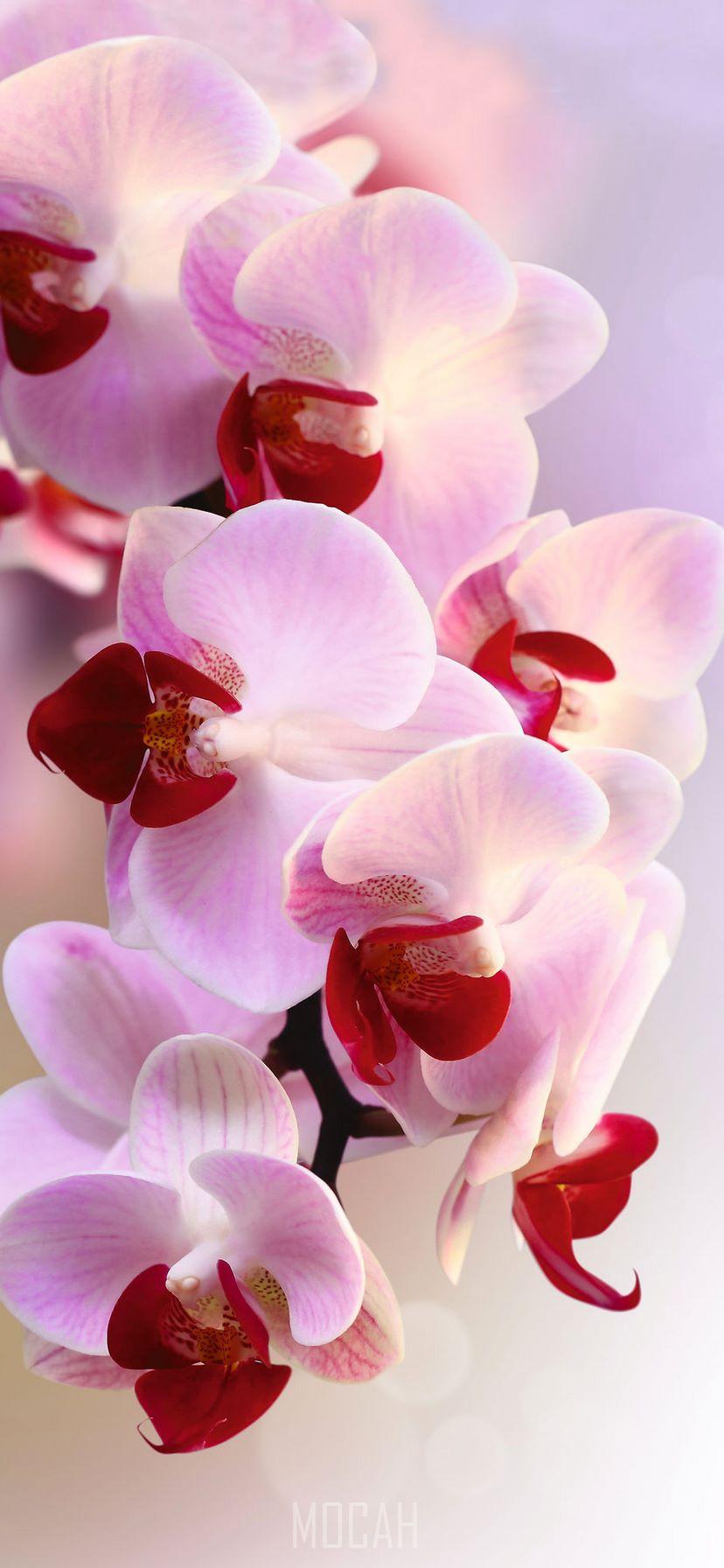 828x1792 Orchids, Flower, Flowering Plant, Moth Orchid, Pink, Apple iPhone 11 wallpaper free download, 828x1792 Gallery HD Wallpaper