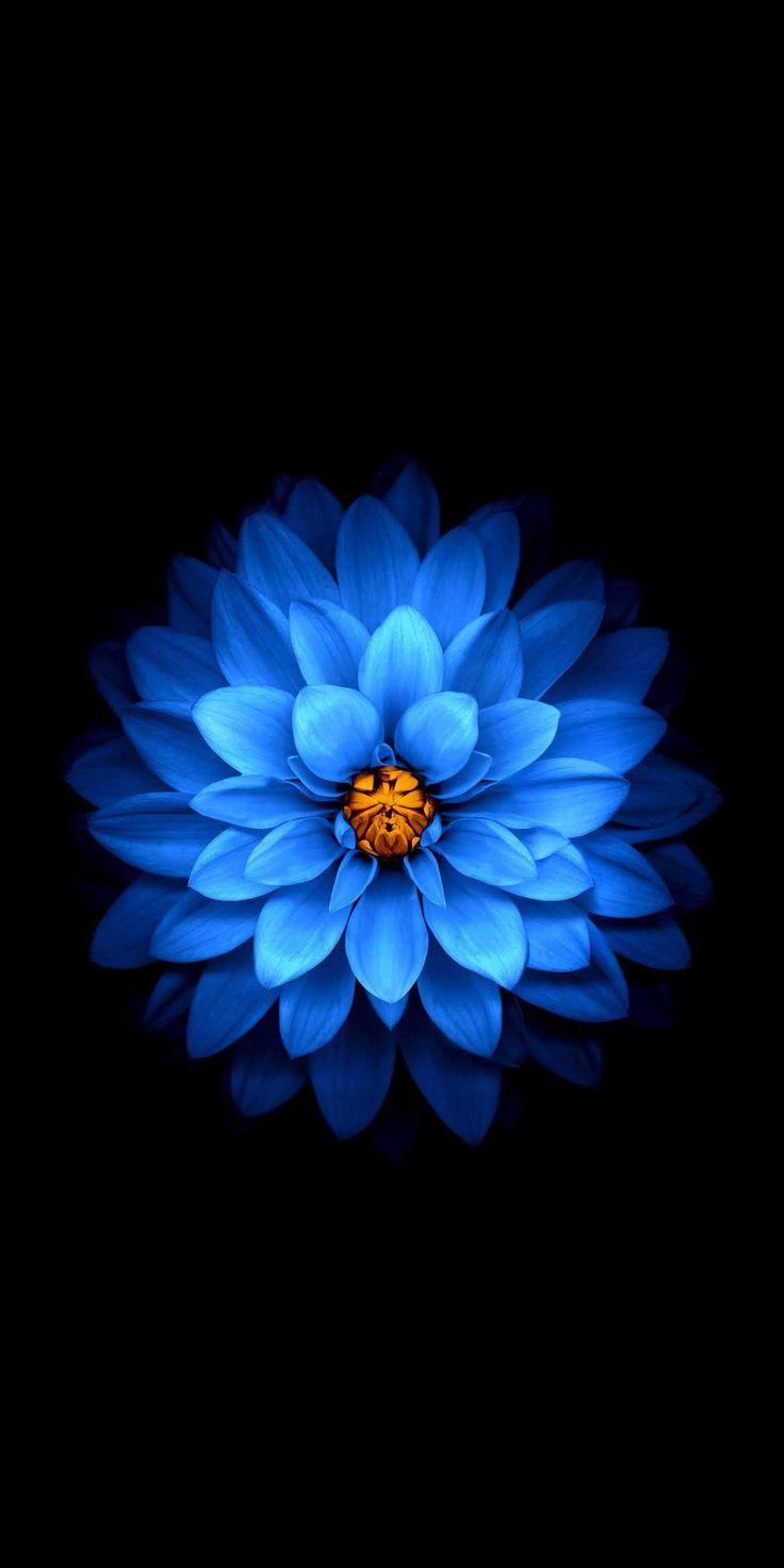 736x1472 Wallpaper Lg V30 2. Flower iphone wallpaper, Floral wallpaper iphone, Flower background iphone