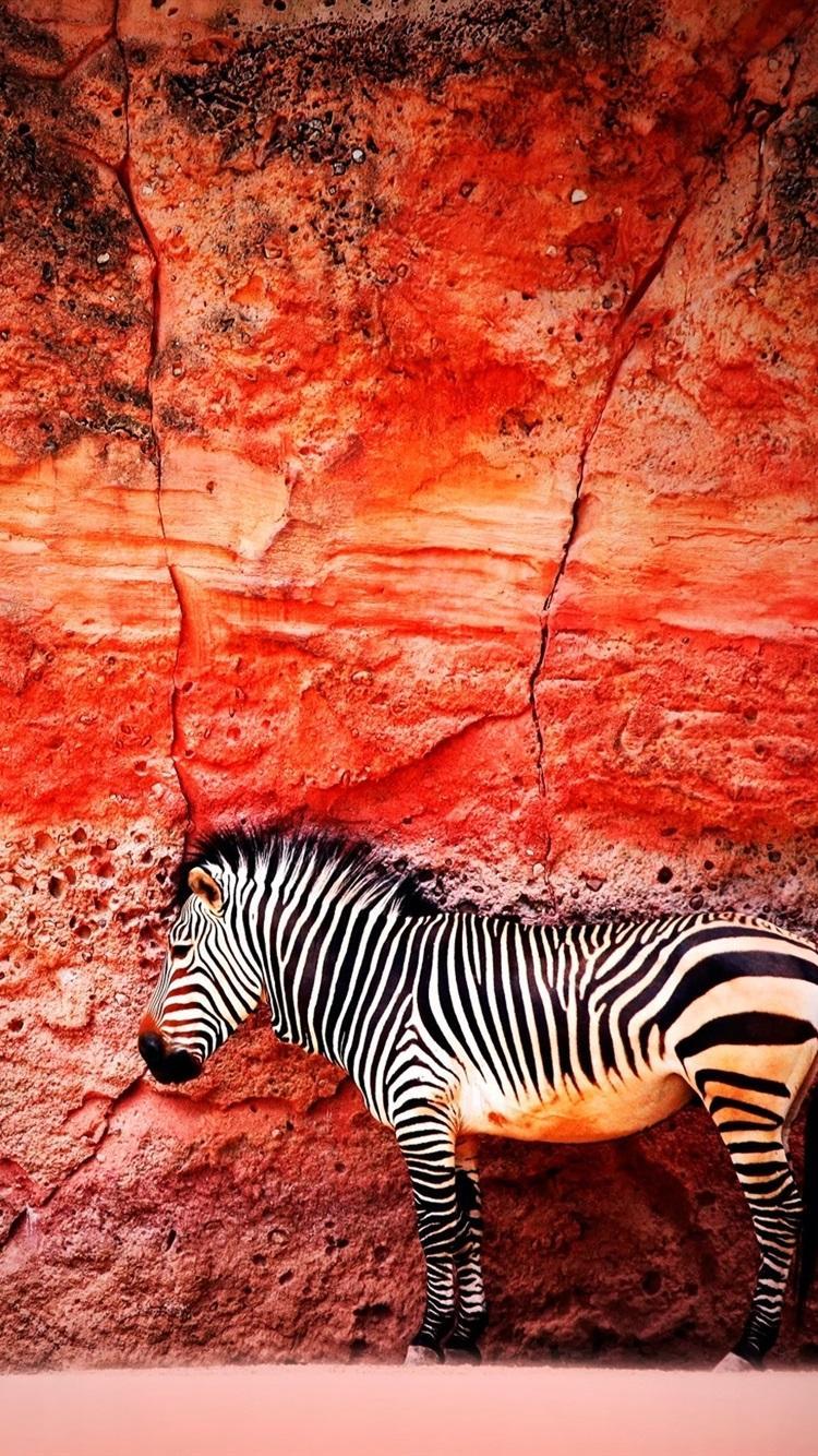 Zebra iPhone Wallpapers - Top Free Zebra iPhone Backgrounds ...