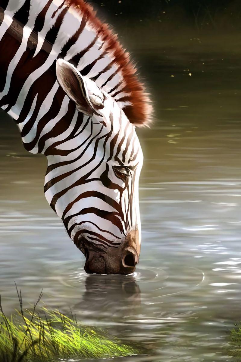 800x1200 Download Wallpaper 800x1200 Zebra, Lake, Art, Animal, Wildlife Iphone 4s 4 For Parallax HD Background