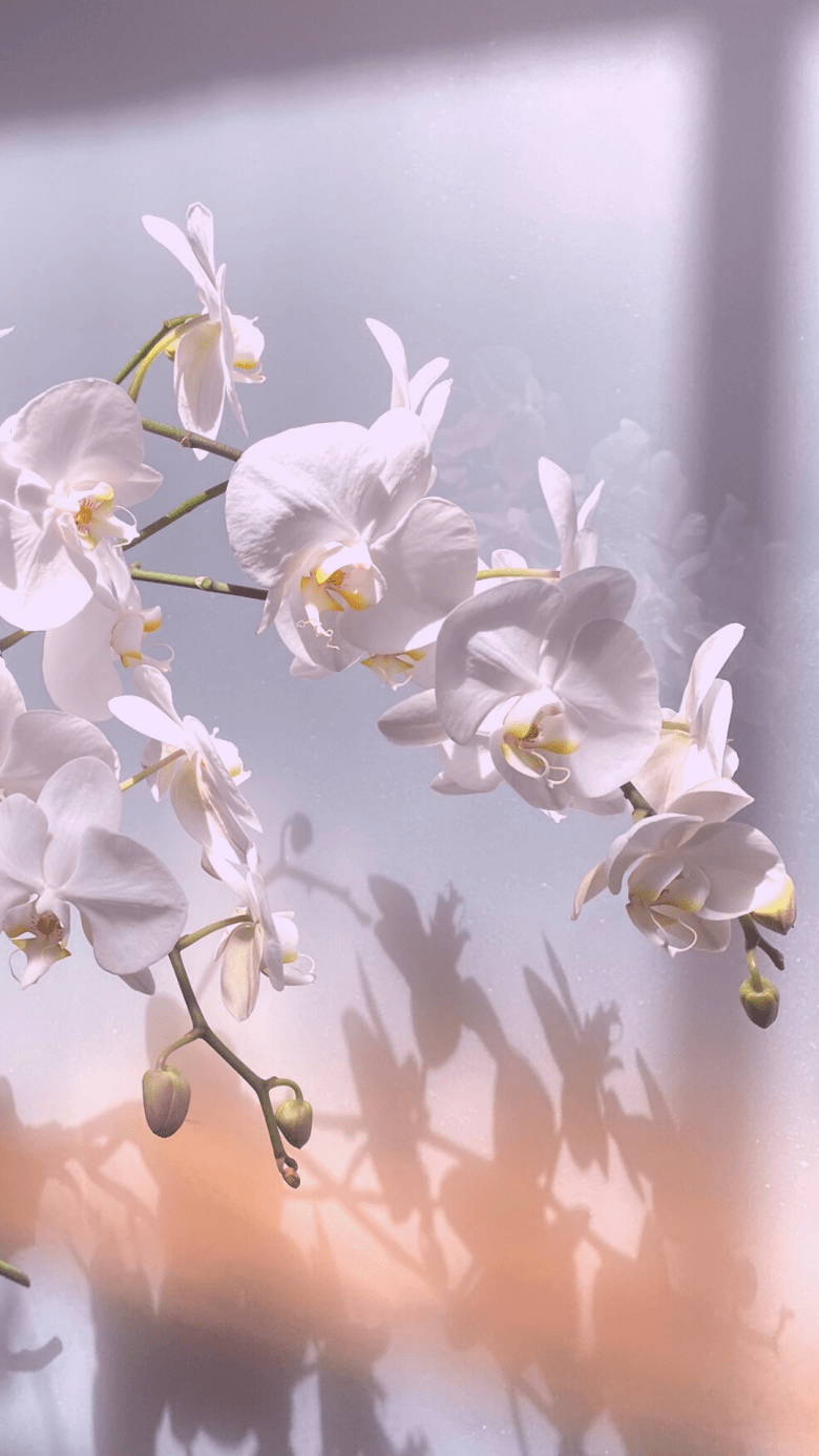 780x1387 Free Floral Wallpaper For Your iPhone · Keira Lennox