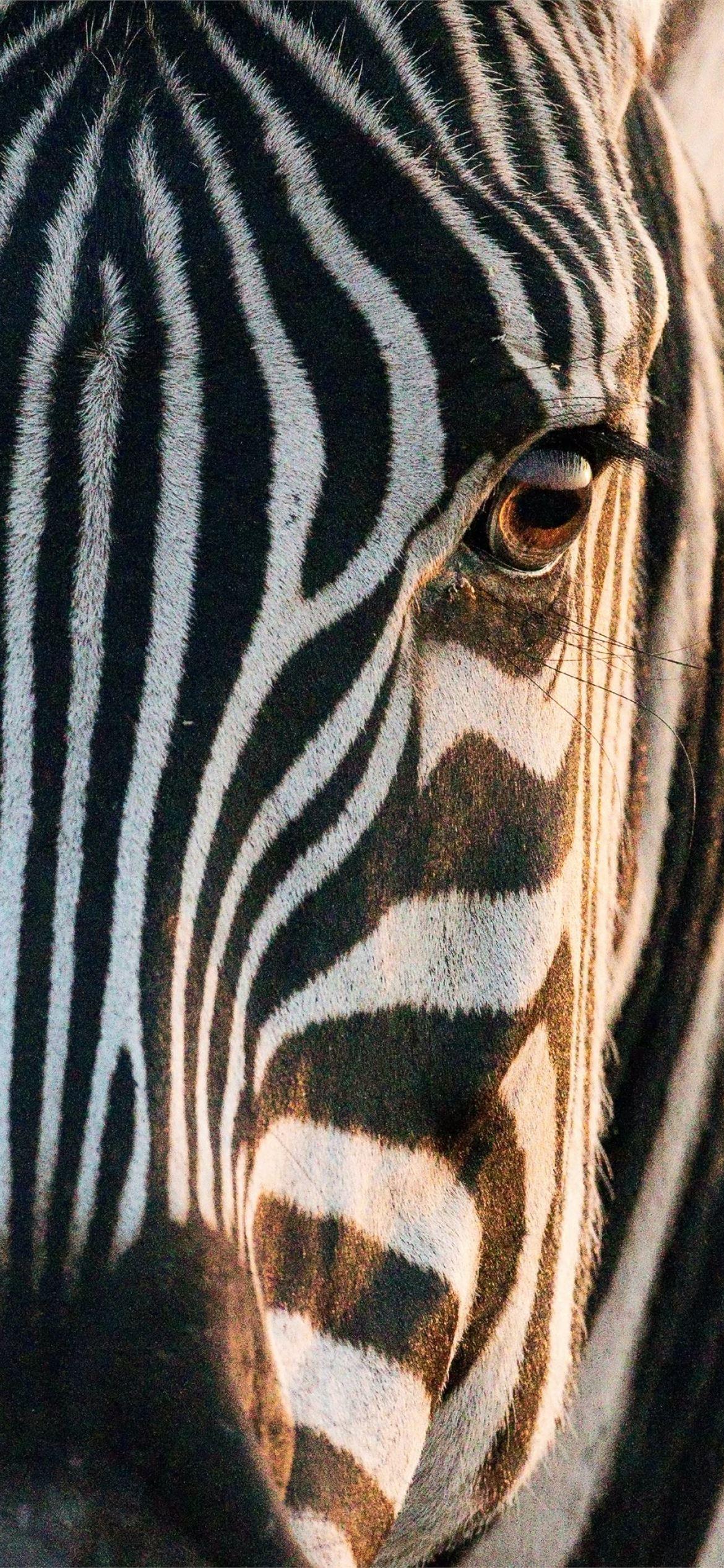 Zebra iPhone Wallpapers Top Free Zebra iPhone Backgrounds