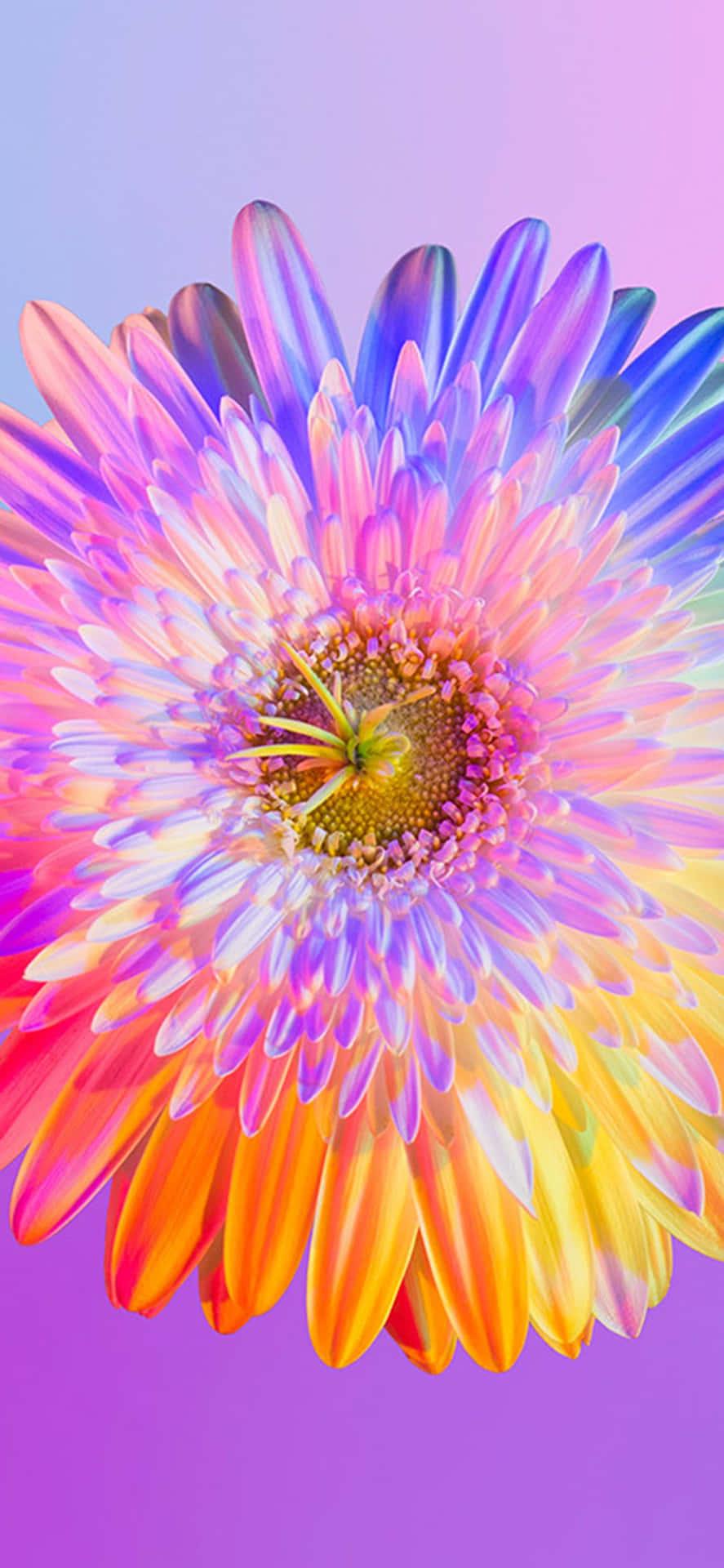 887x1920 Download Rainbow Flower iPhone Wallpaper