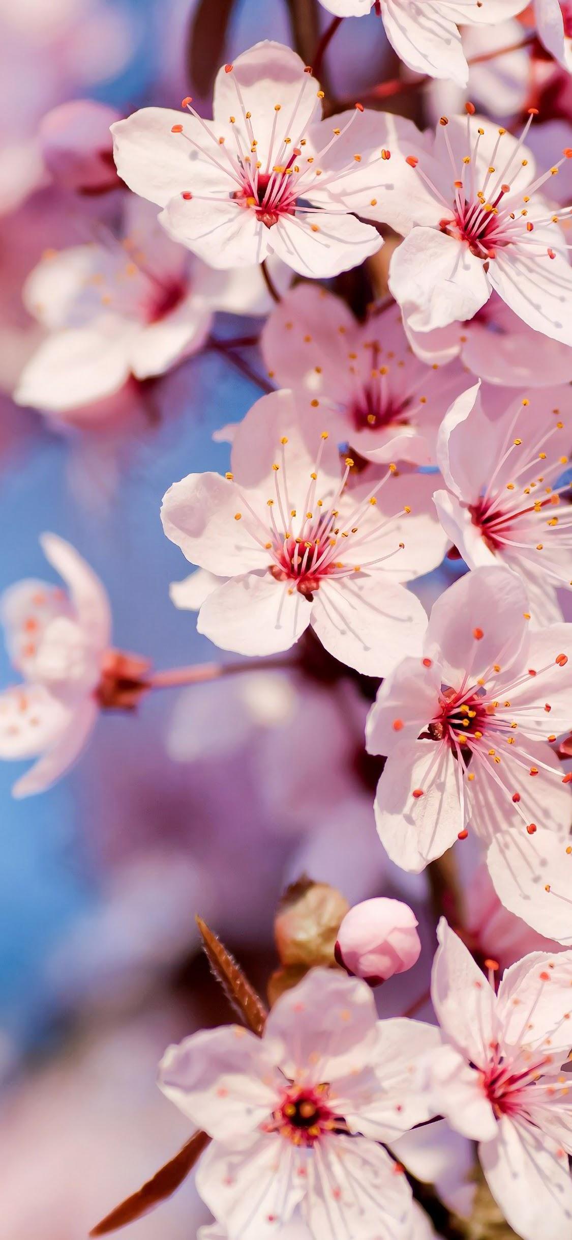 1125x2436 4k iPhone 12 Flowers Wallpaper
