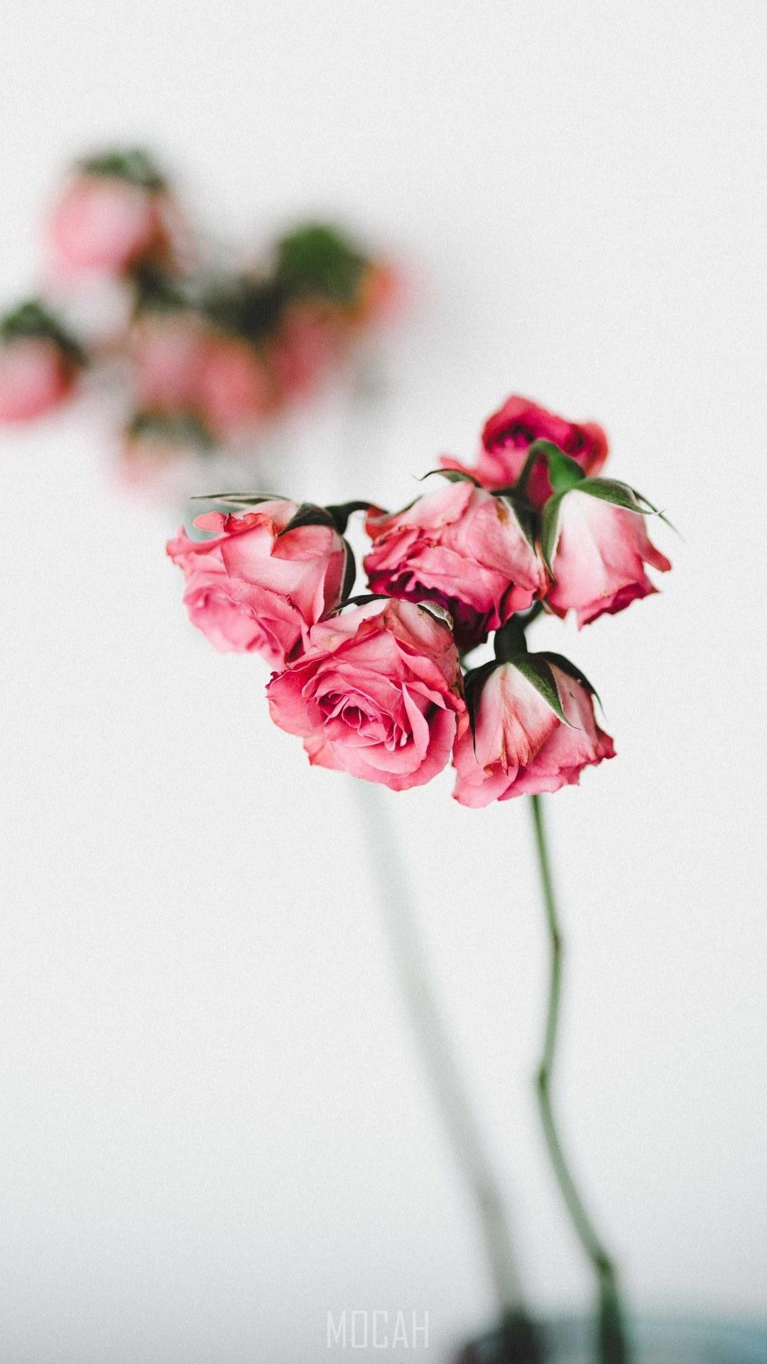 1080x1920 flower rose blossom and bloom hd, Apple iPhone 6s Plus wallpaper free download, 1080x1920 Gallery HD Wallpaper
