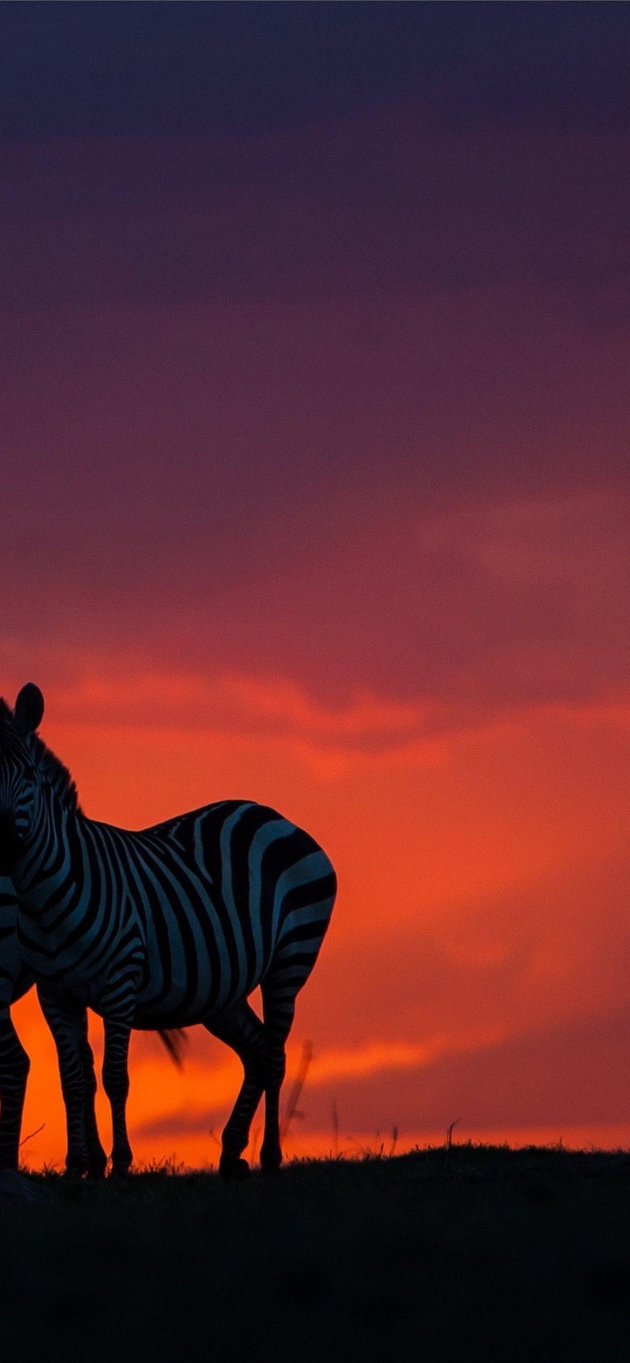 Zebra iPhone Wallpapers Top Free Zebra iPhone Backgrounds WallpaperAccess