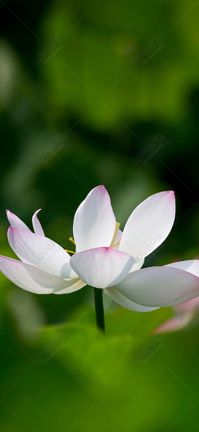 650x1407 A Flower Cell Phone Wallpaper Image Free Download