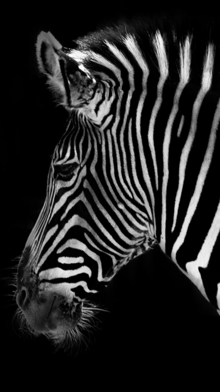 Zebra iPhone Wallpapers - Top Free Zebra iPhone Backgrounds ...