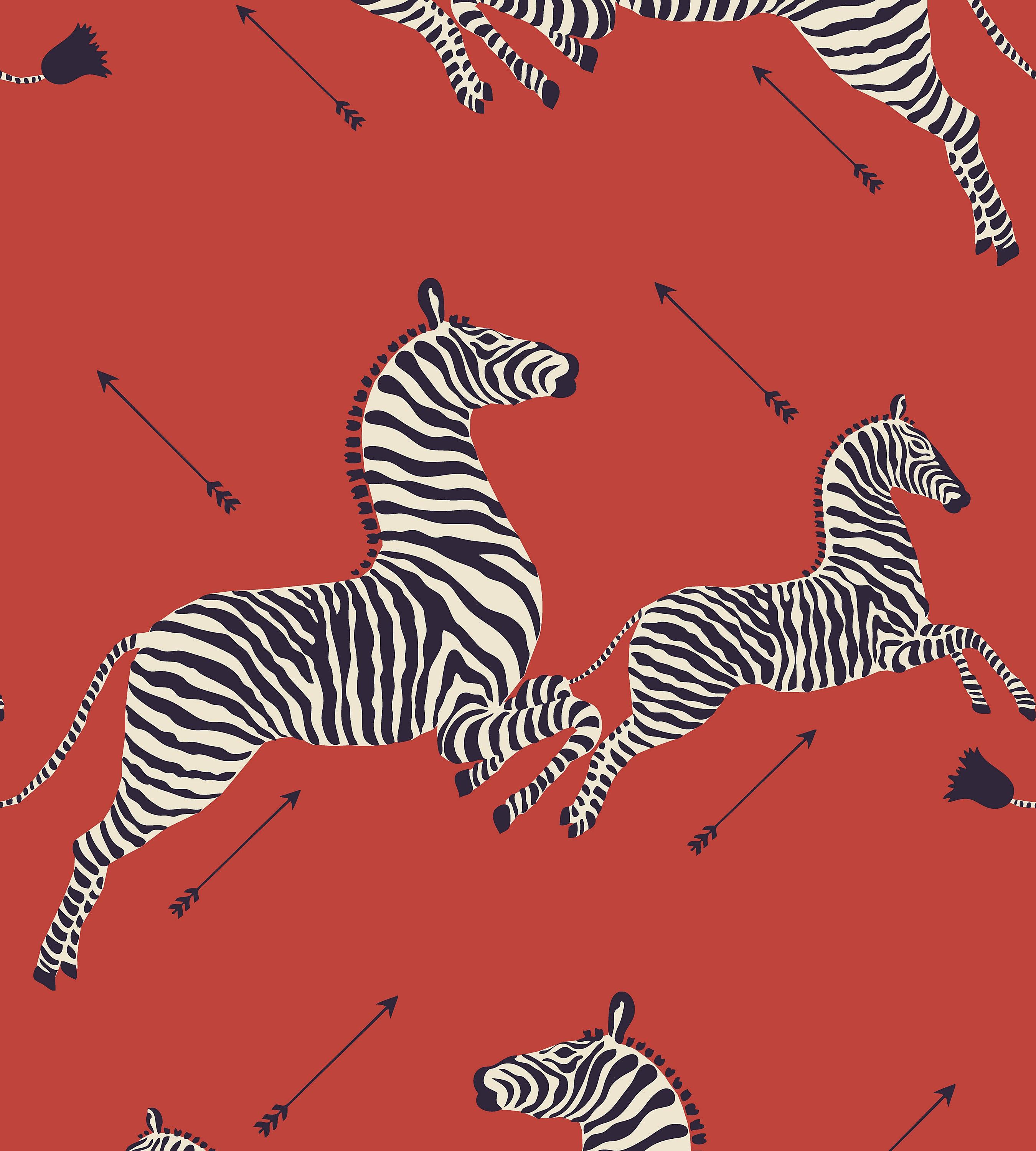 Zebra iPhone Wallpapers - Top Free Zebra iPhone Backgrounds ...