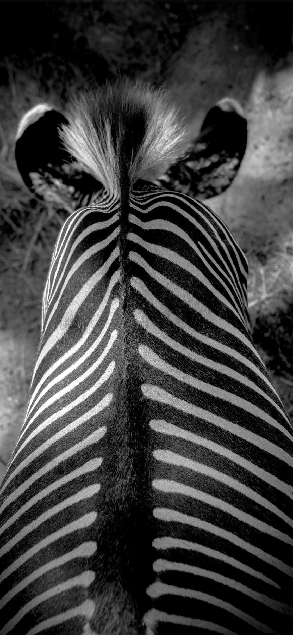 1125x2436 animal mammal zebra black and white black and whit. iPhone Wallpaper Free Download