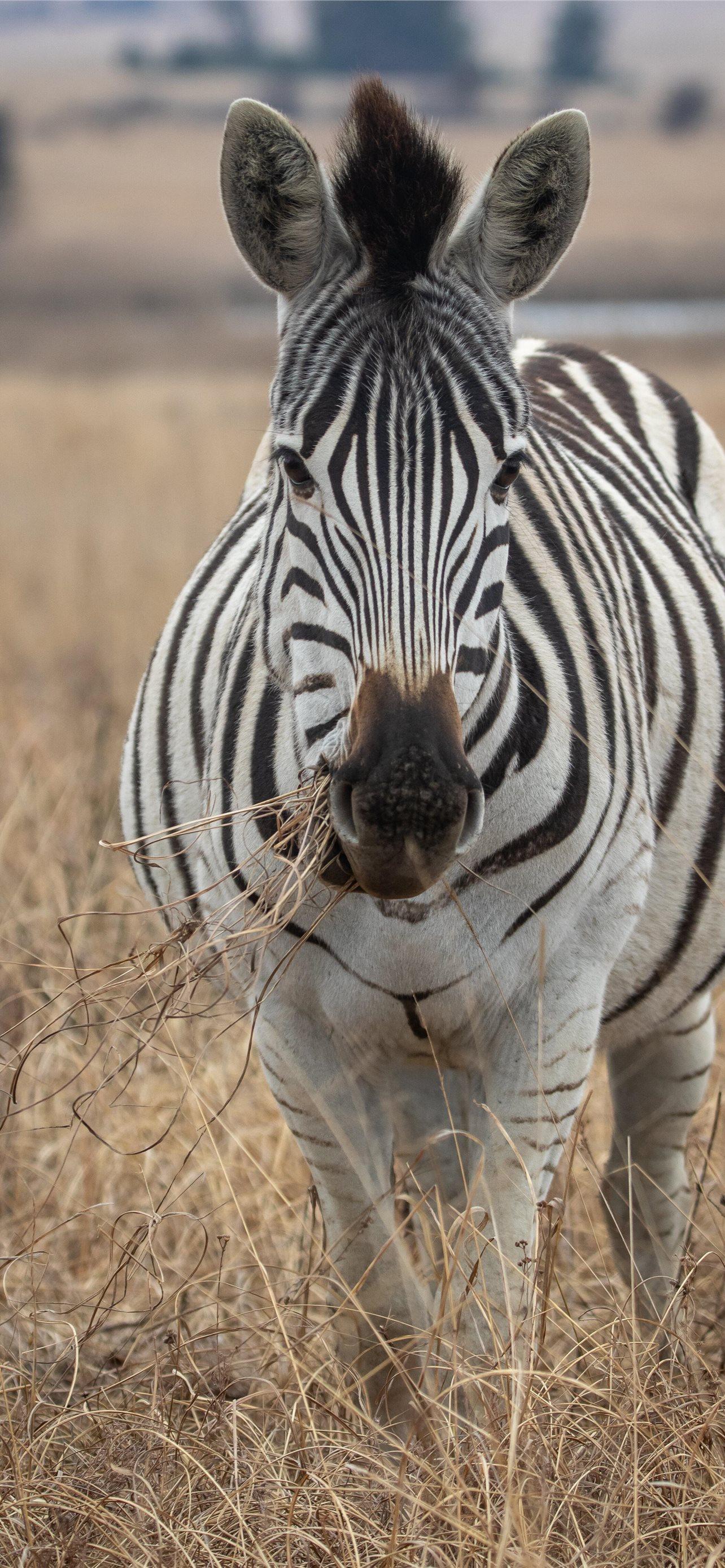 1284x2778 Latest Zebras iPhone HD Wallpaper