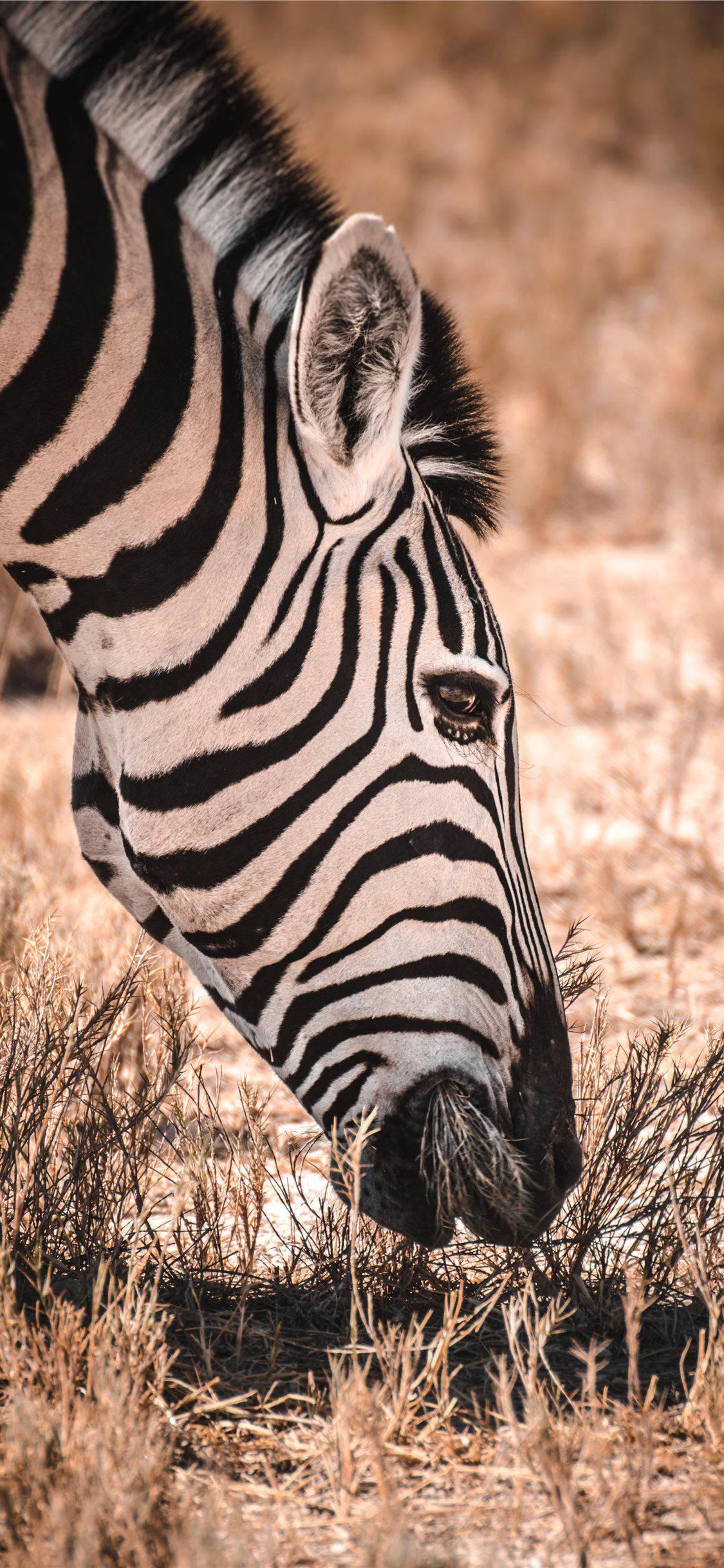 1125x2436 Download Zebra Grazing Africa iPhone Wallpaper