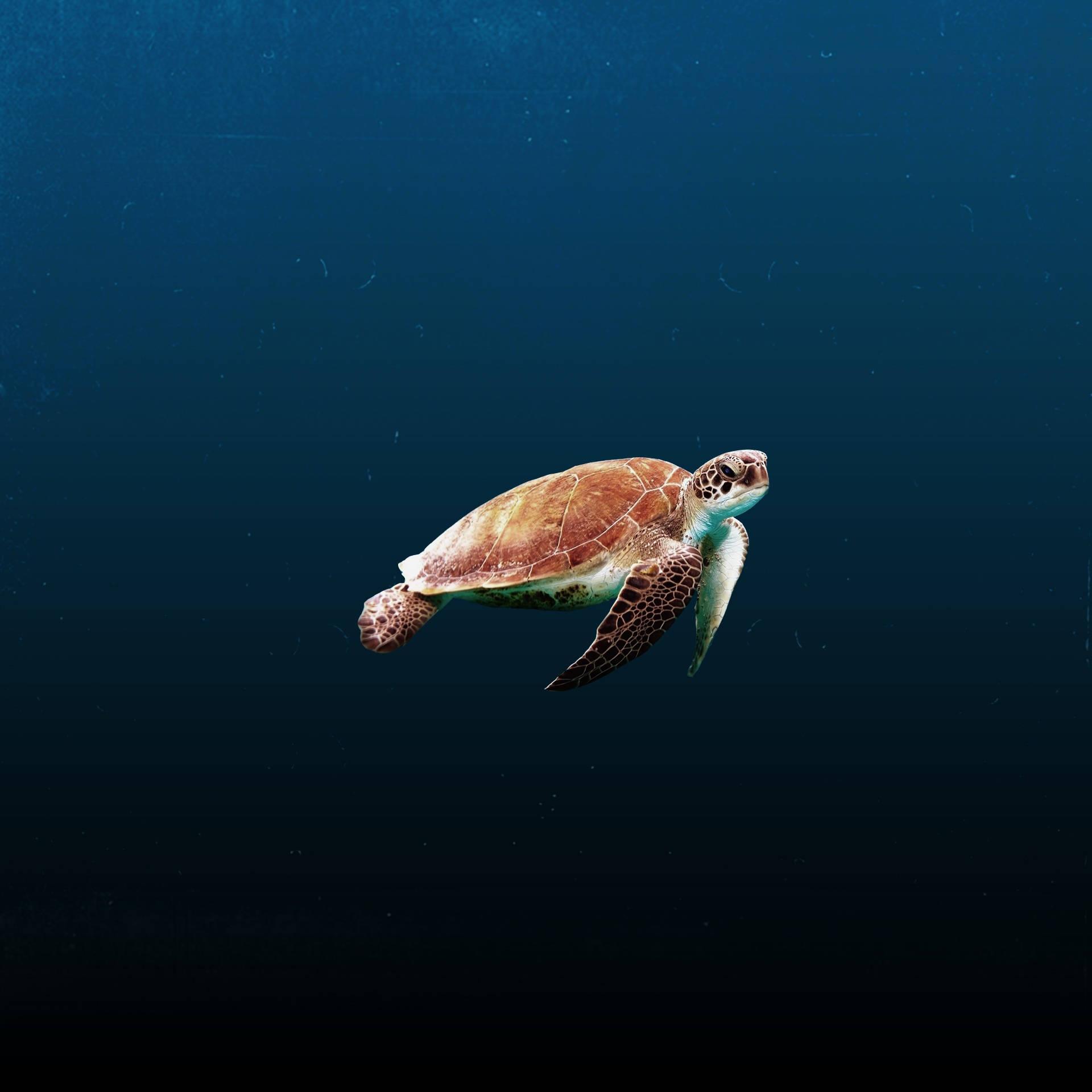 1920x1920 Download Turtle In The Abyss Wallpaper