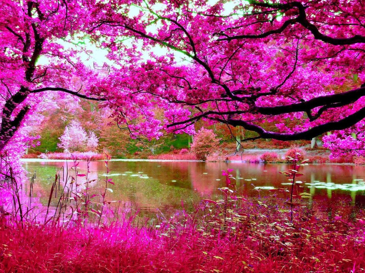 Pink Spring Desktop Wallpapers - Top Free Pink Spring Desktop ...